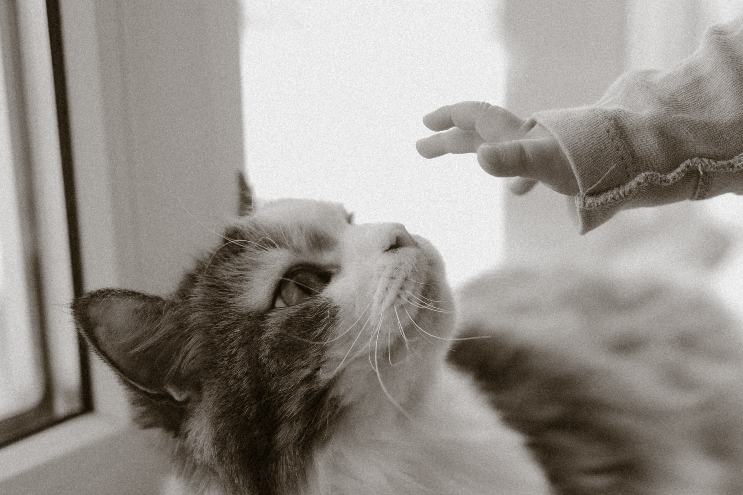 Семейная съёмка. Фотограф Анастасия Бобылева, Москва и Московская область