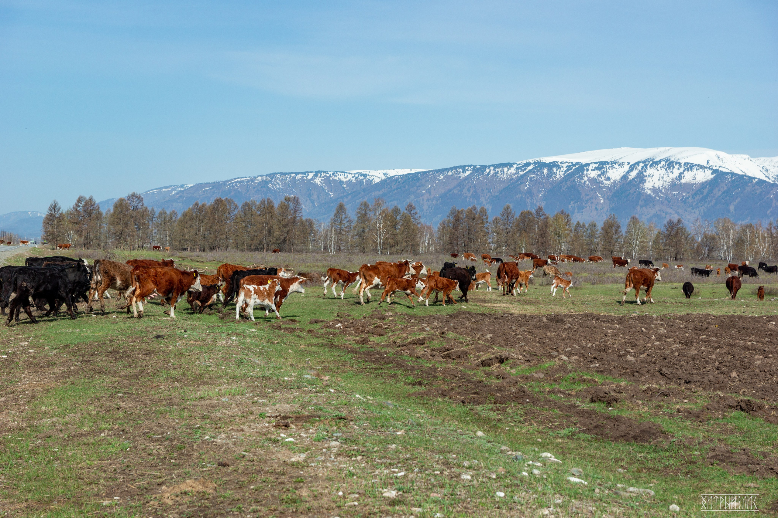 Алтай. Фотограф-путешественник Самойлов Максим «Sly Fox»