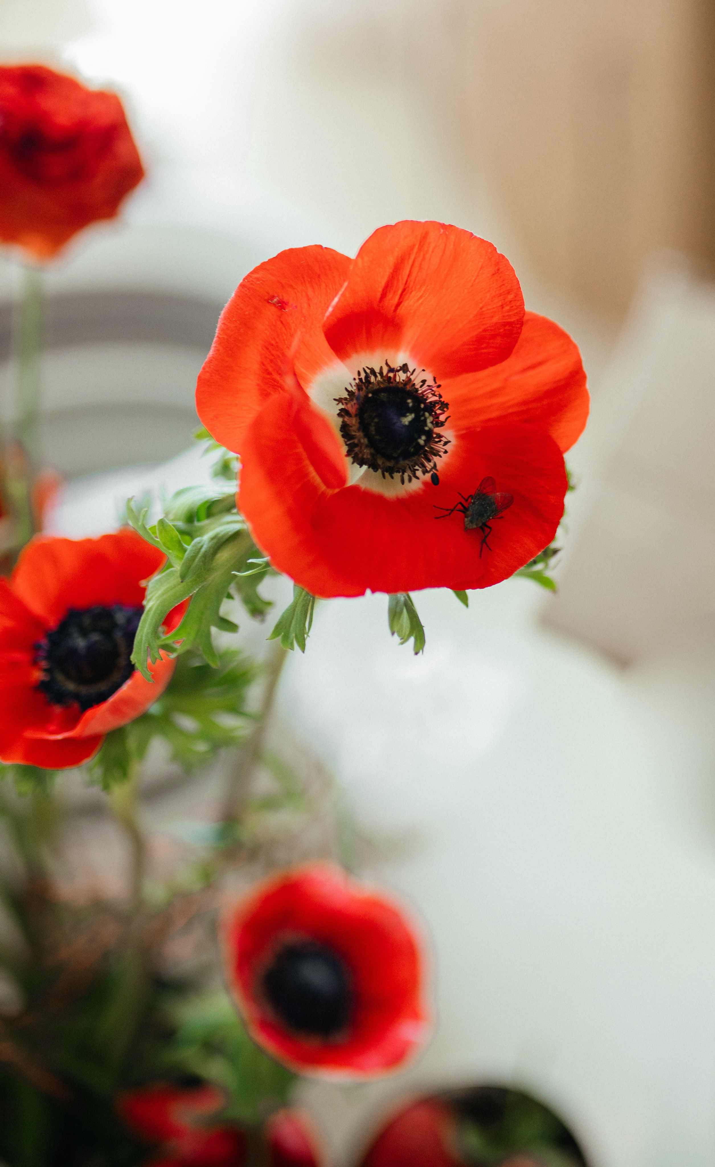 Дом архитектора. Фотограф Краснодар Юлия Бураченко Свадьбы Репортаж Семейные Индивидуальные съемки