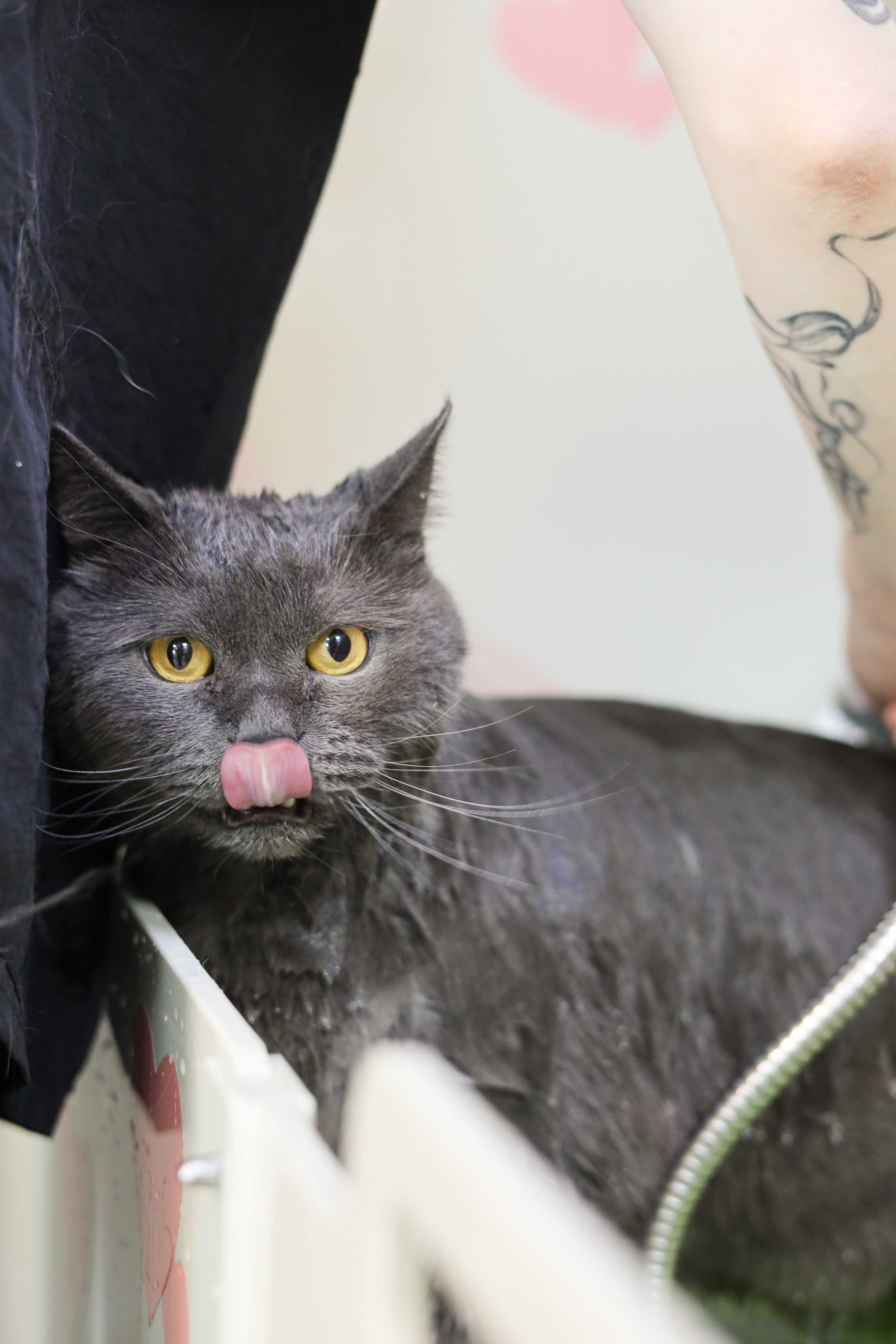 Груминг салон / Моська. Фотограф Мурманск | Нижний Новгород • Анна Хижняк