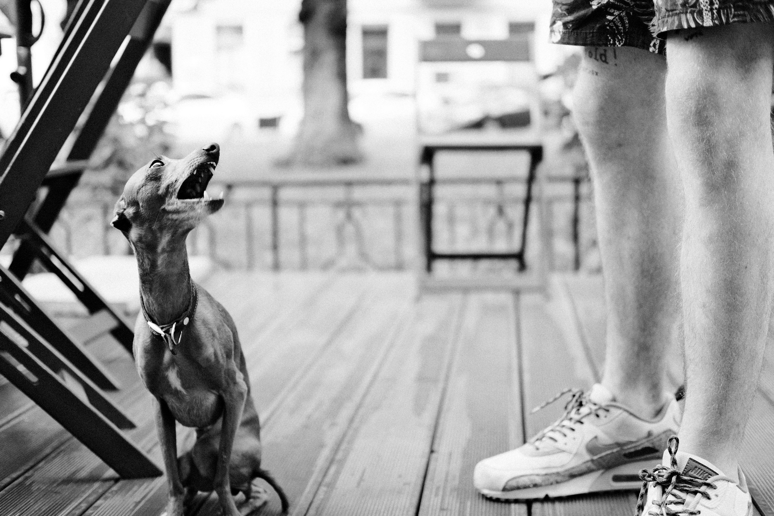 Кошки и собаки. Михаил Долганов