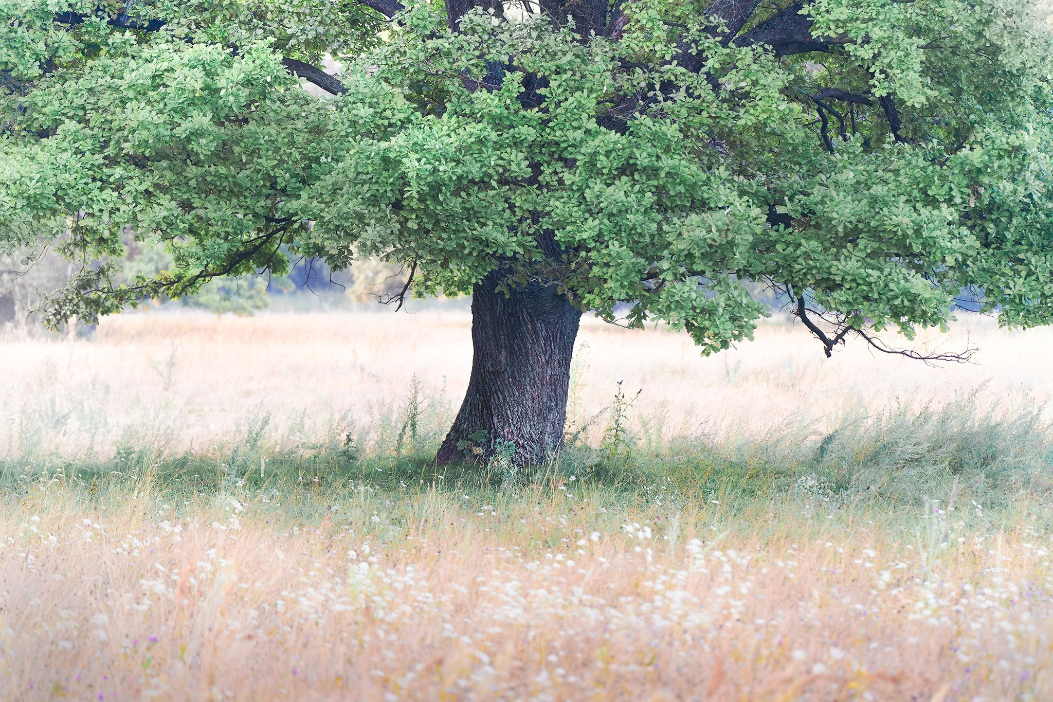 Лето, лес, деревья…. Пейзажный фотограф Руслан Лукманов
