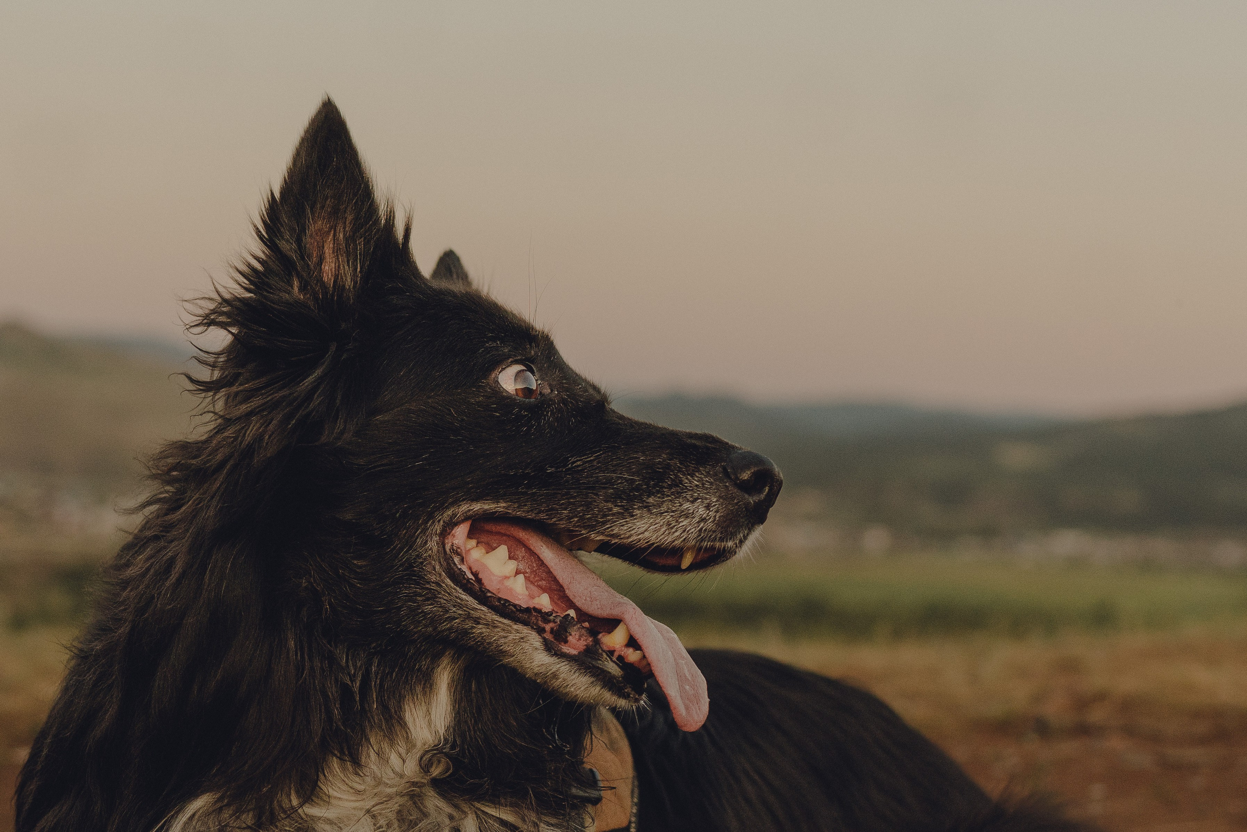 Настя и Умка. Фотограф анималист в Спб недорого Олеся Майорова