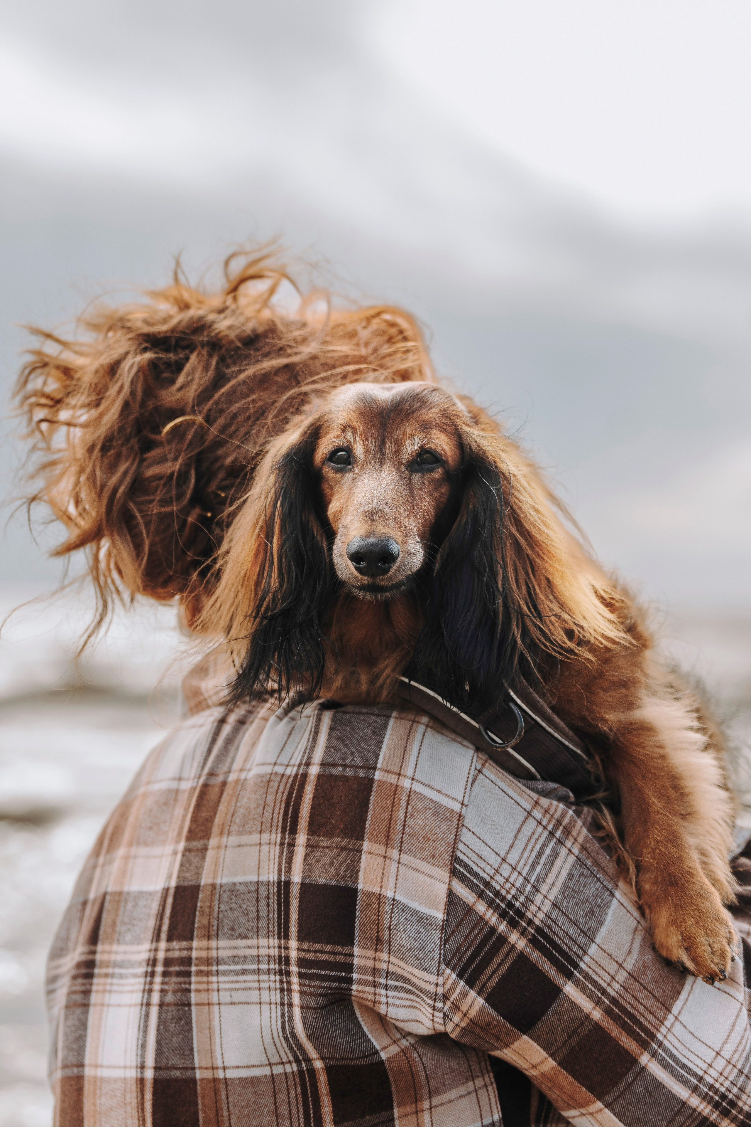 Фотосессия с длиношерстной таксой на пляжн. Фотограф анималист в Спб недорого Олеся Майорова