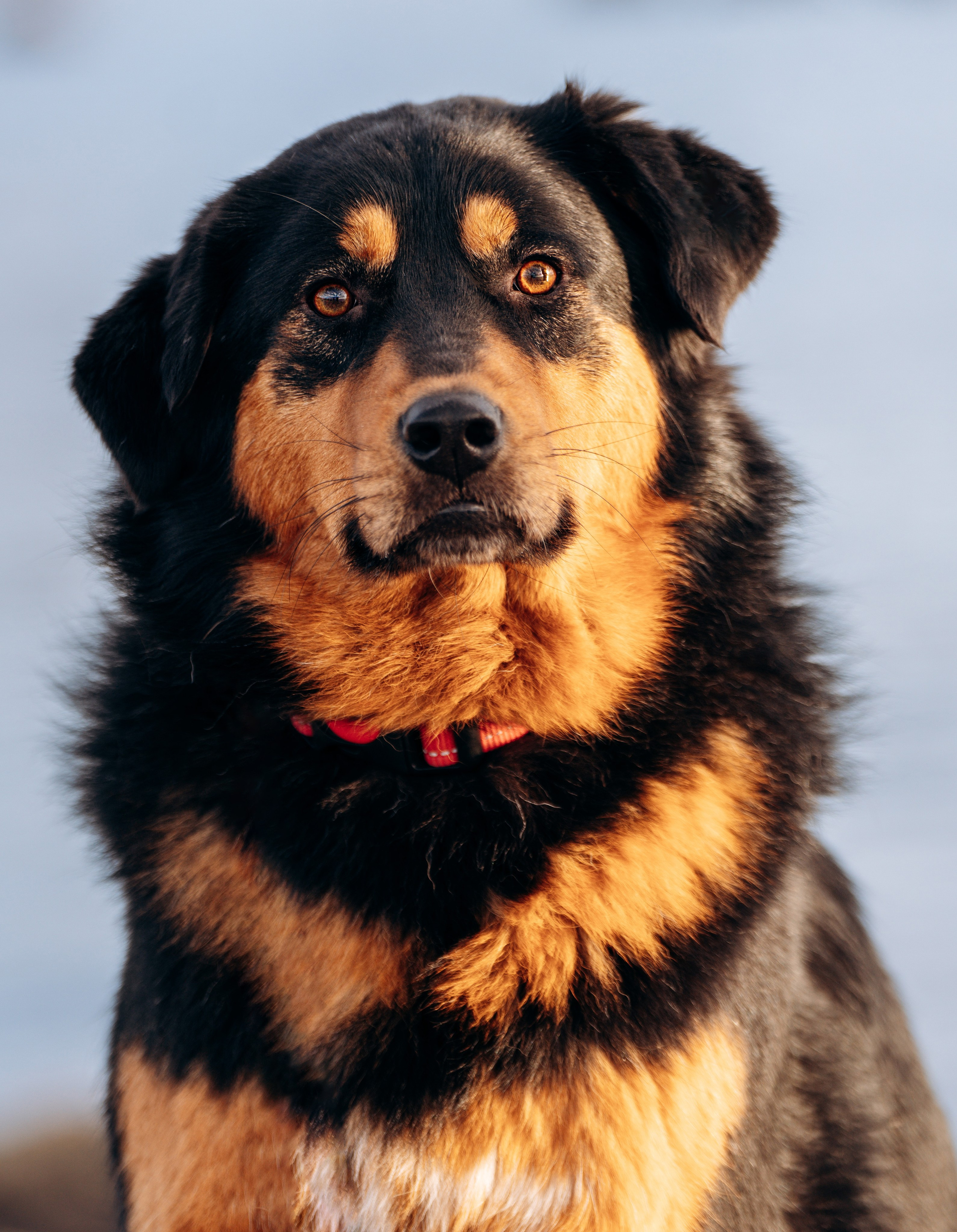 Глаша и Любовь. Фотограф анималист в Спб недорого Олеся Майорова