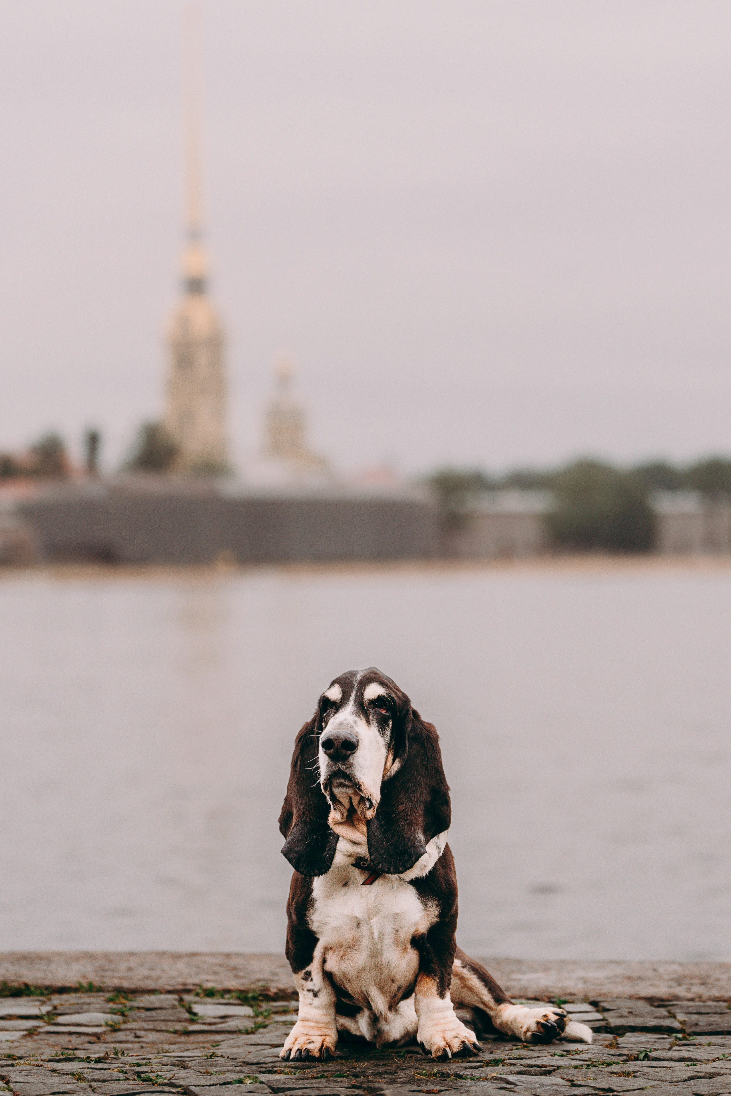 Елизавета и Епифан. Фотограф анималист в Спб недорого Олеся Майорова