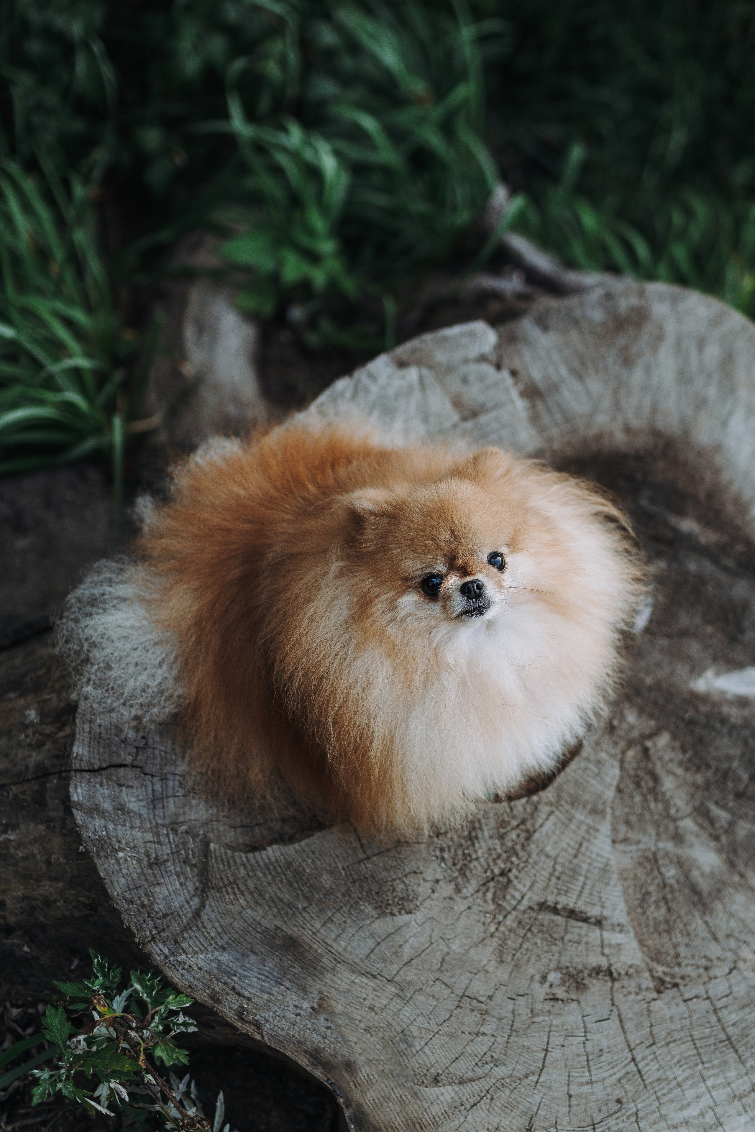 Наталья и Софа. Фотограф анималист в Спб недорого Олеся Майорова