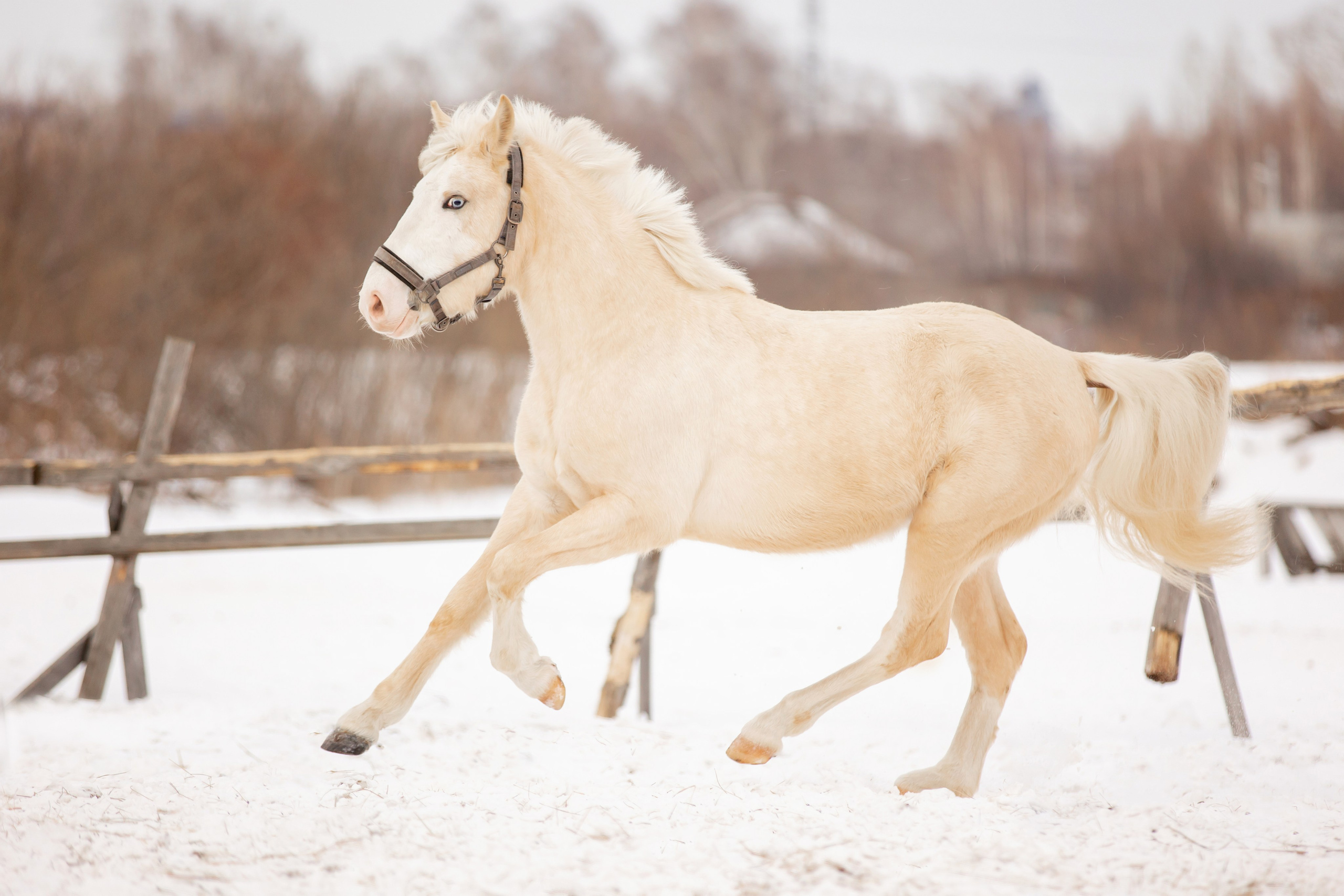 Лошади. Конный фотограф Валынкина Лера