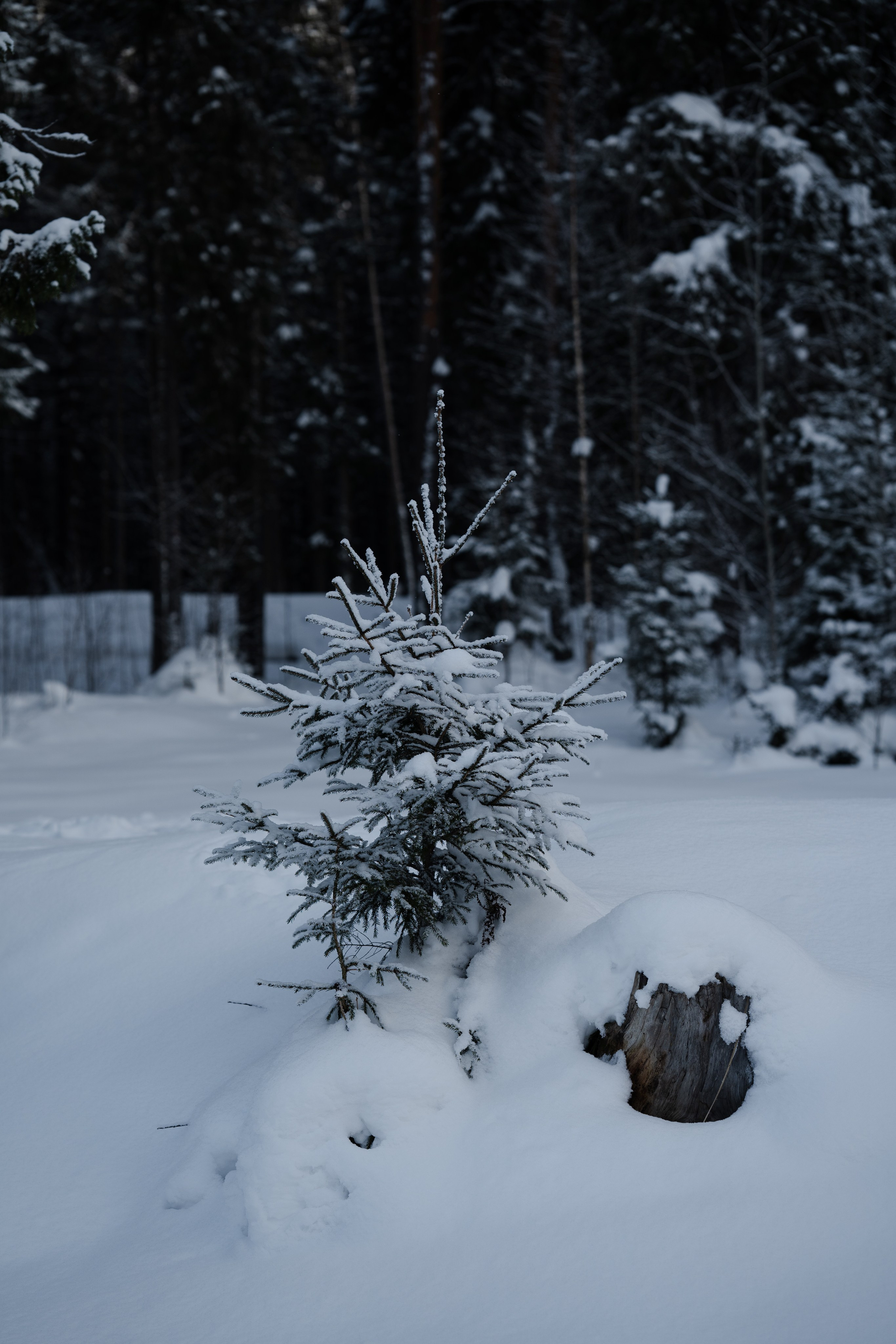 Природа. Фотограф Ирина Иванова