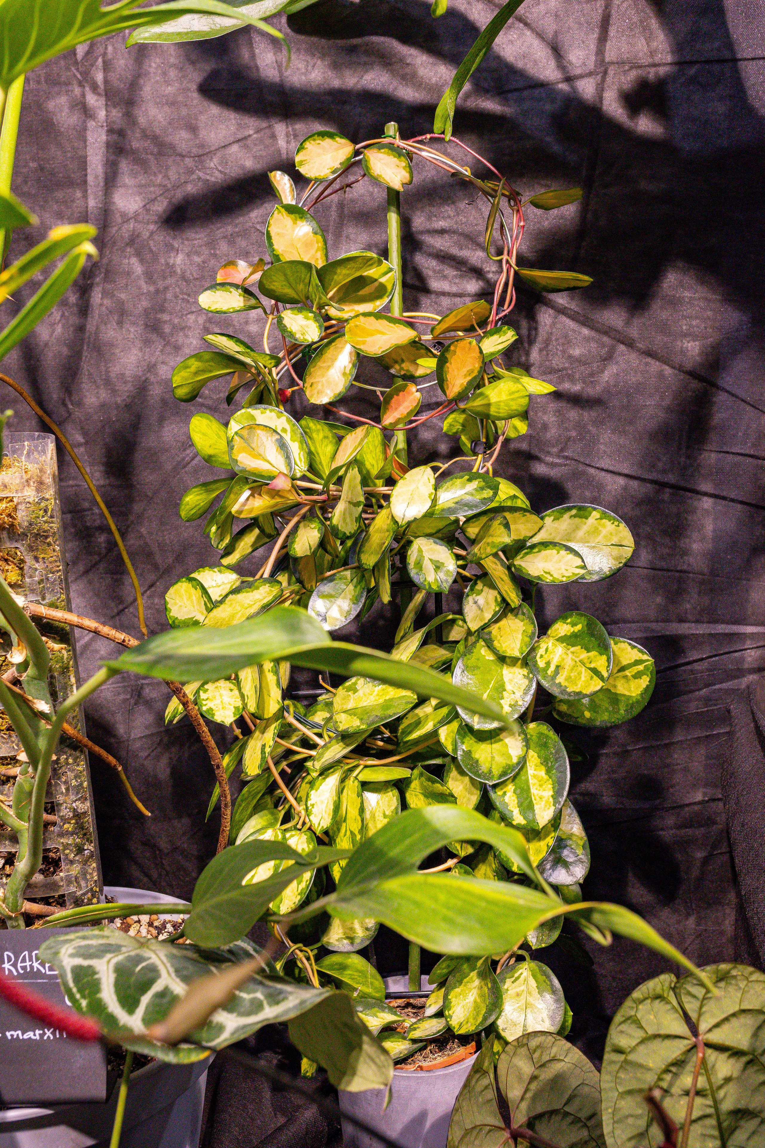 Монстериум 11–12 октября. Александра Куликова фотограф, Москва