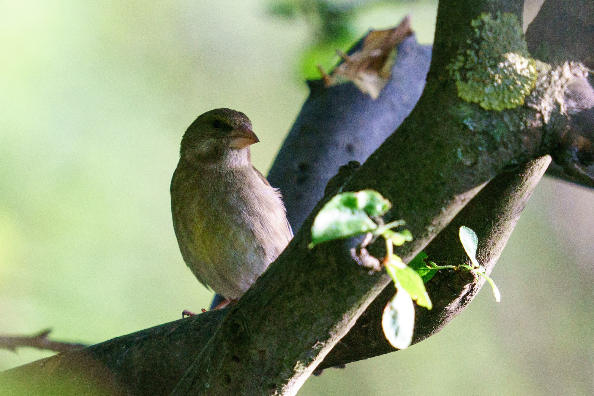 Удивительные мир птиц. Вокруг нас столько прекрасного — присмотритесь!. Ваш личный фотограф Марина Волкова
