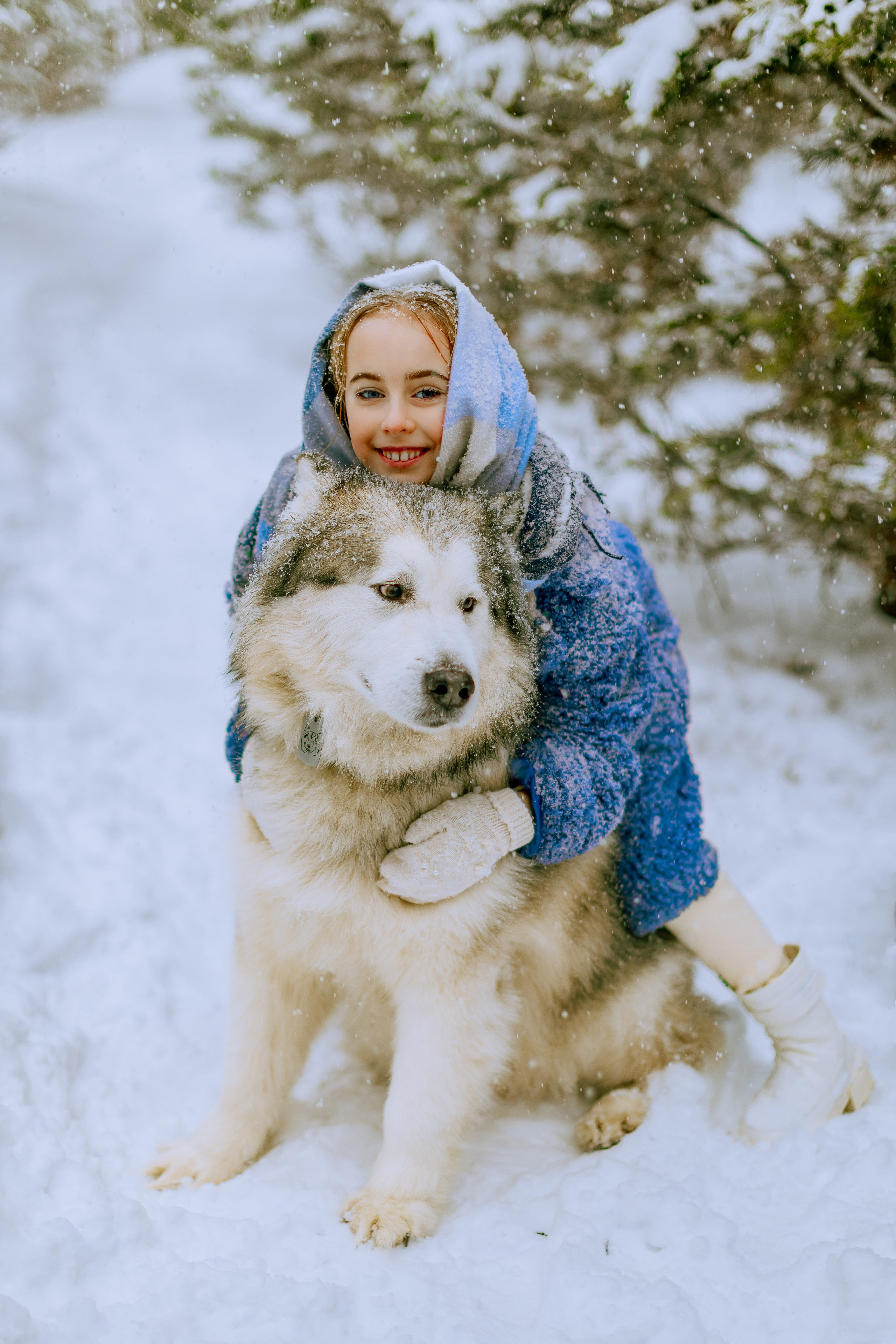 София и аляскинский маламут. Фото и видео Москва, Московский. Свадебный фотограф, видеограф, фотосессии, видеосъемка