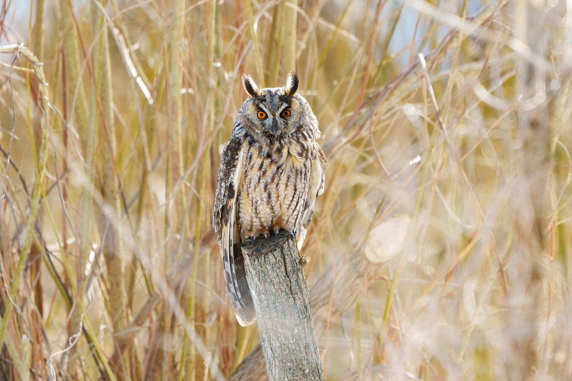 Удивительные мир птиц. Вокруг нас столько прекрасного — присмотритесь!. Ваш личный фотограф Марина Волкова