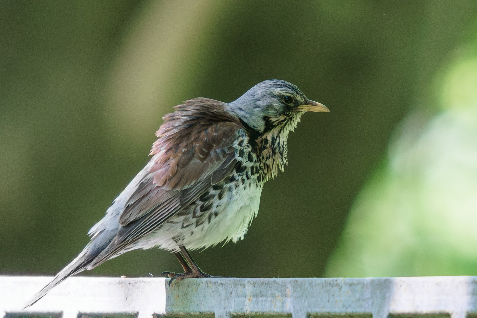 Удивительные мир птиц. Вокруг нас столько прекрасного — присмотритесь!. Ваш личный фотограф Марина Волкова