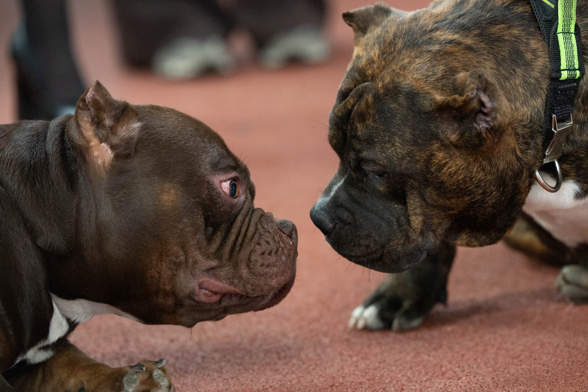 IDBC. Виктория Михайловская. Фотограф-анималист. Москва