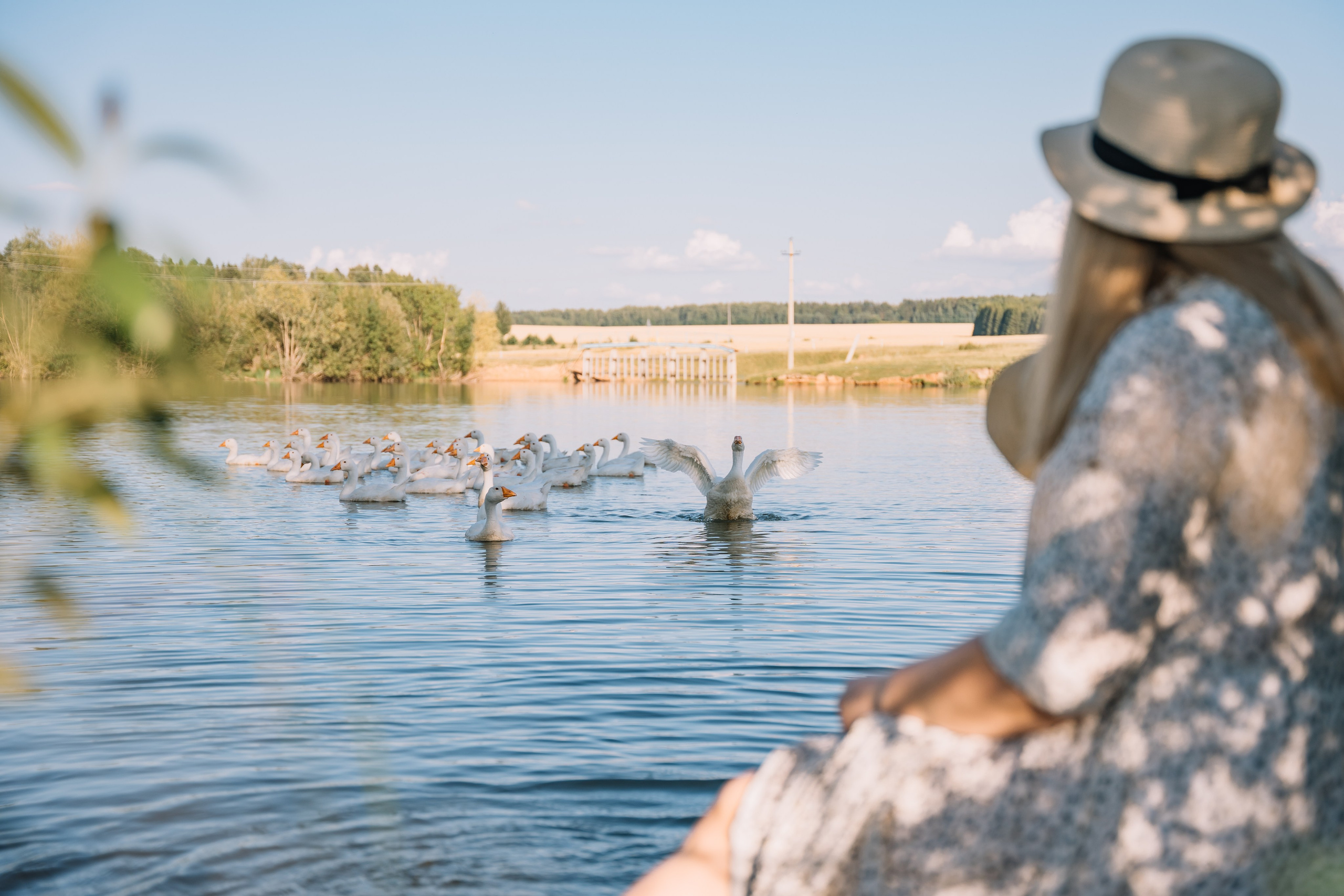 Гуси лебеди