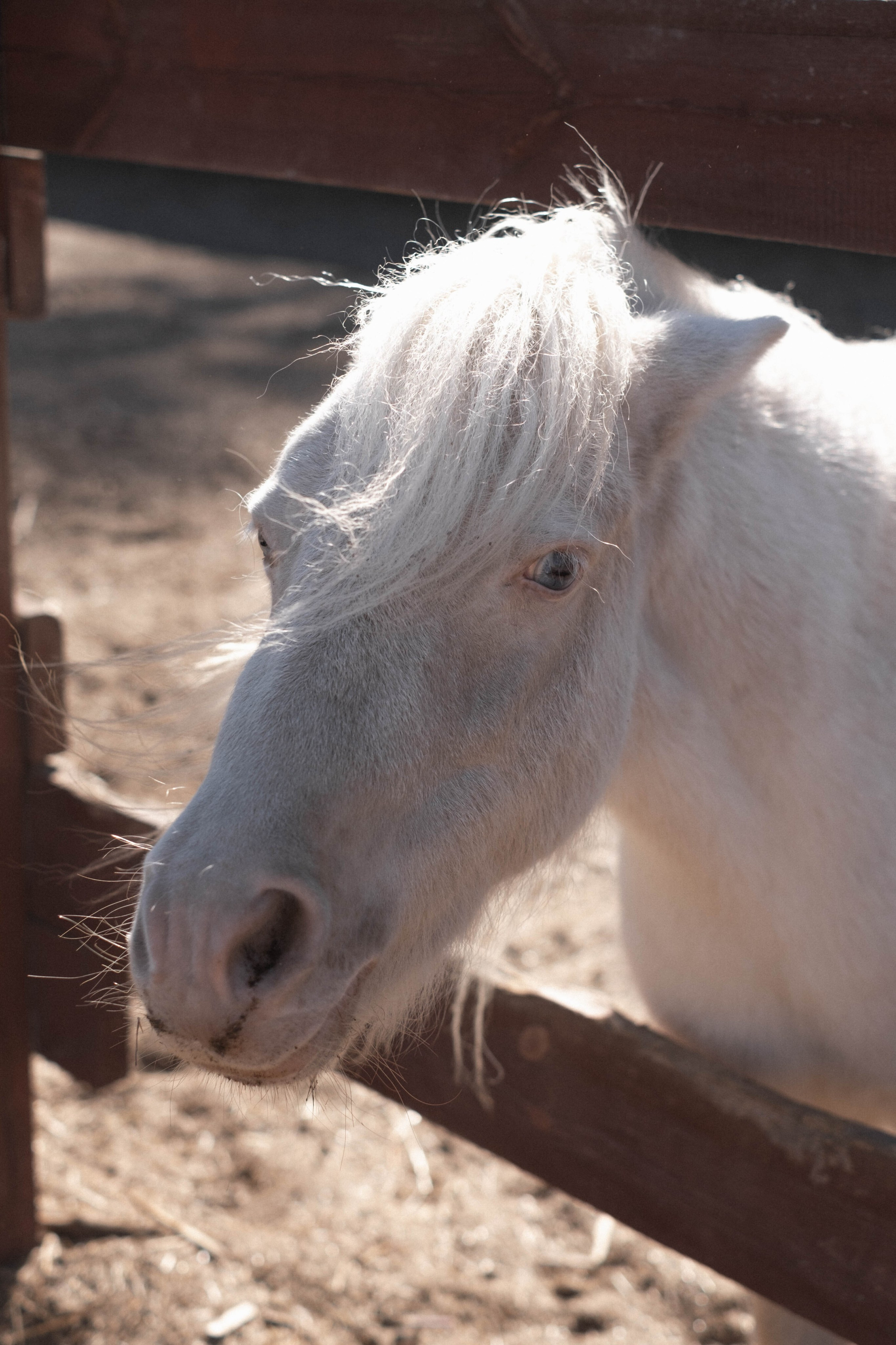 Кира + Ксюша + Саша. Свадебный и семейный фотограф г. Волгоград Биленко Ангелина