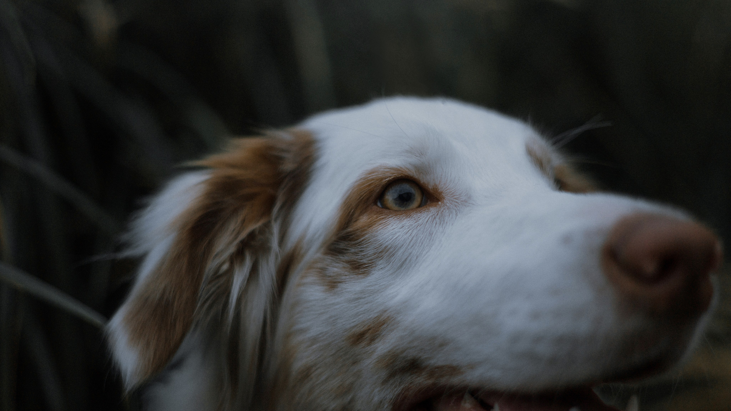 Светлана и Оливия. Фотограф-анималист Богданова Полина