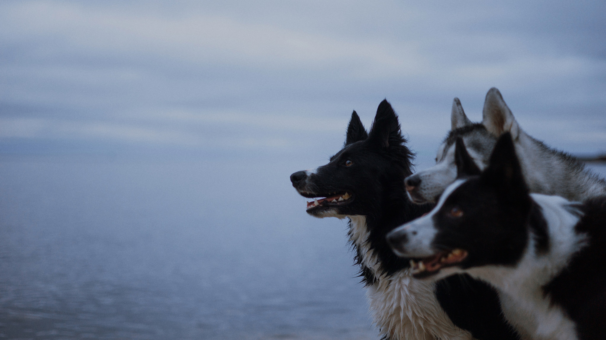 Аделя, Вандер, Шайна и Бая. Фотограф-анималист Богданова Полина