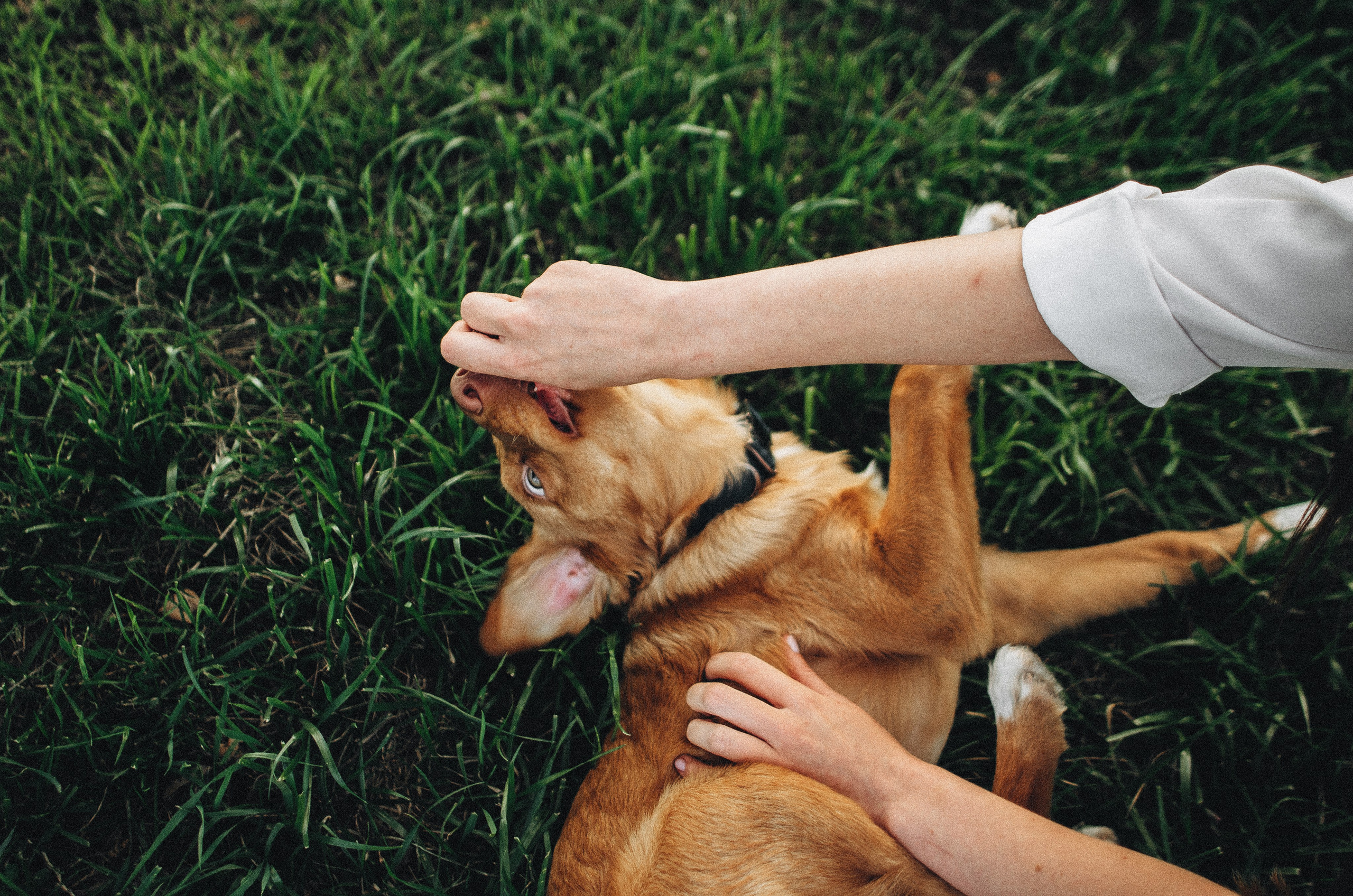 Вика и Хардин. Фотограф-анималист Богданова Полина