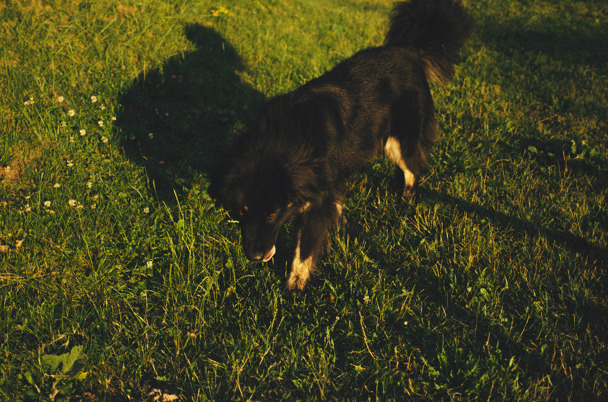 Анна и Марко. Фотограф-анималист Богданова Полина