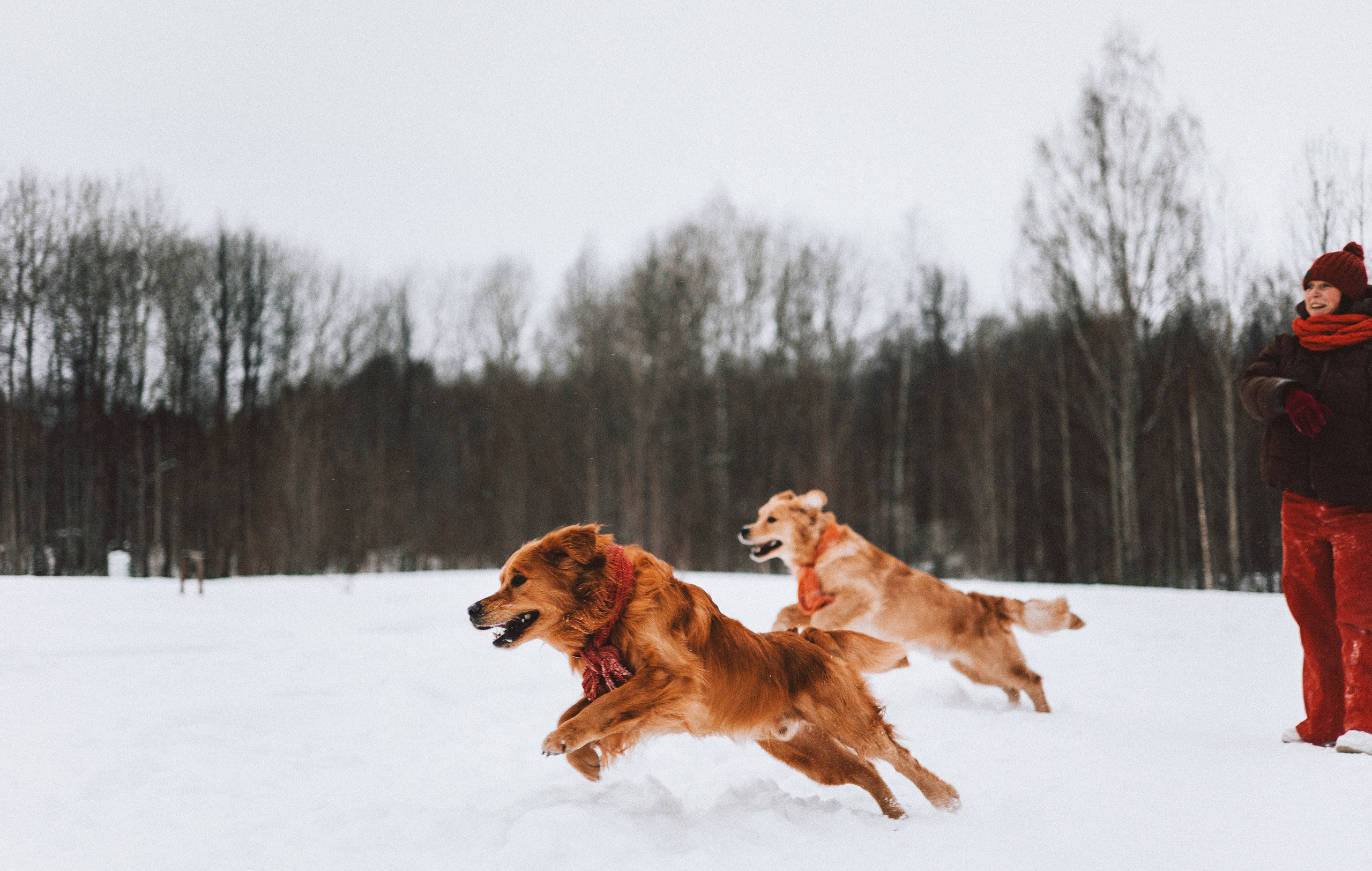 Саша, Юля, Грэй и Джой. Фотограф-анималист Богданова Полина