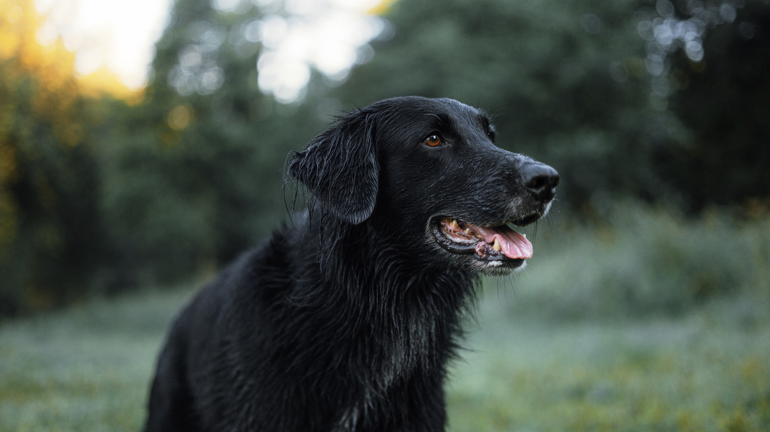 Лиза и Коди. Фотограф-анималист Богданова Полина