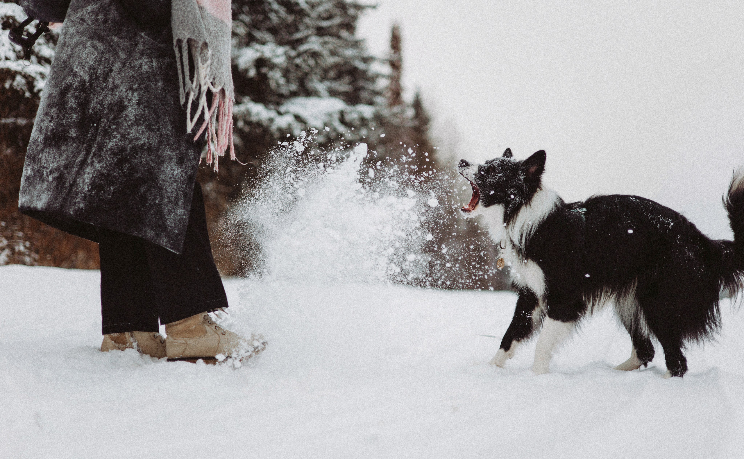 Алина и Найт. Фотограф-анималист Богданова Полина