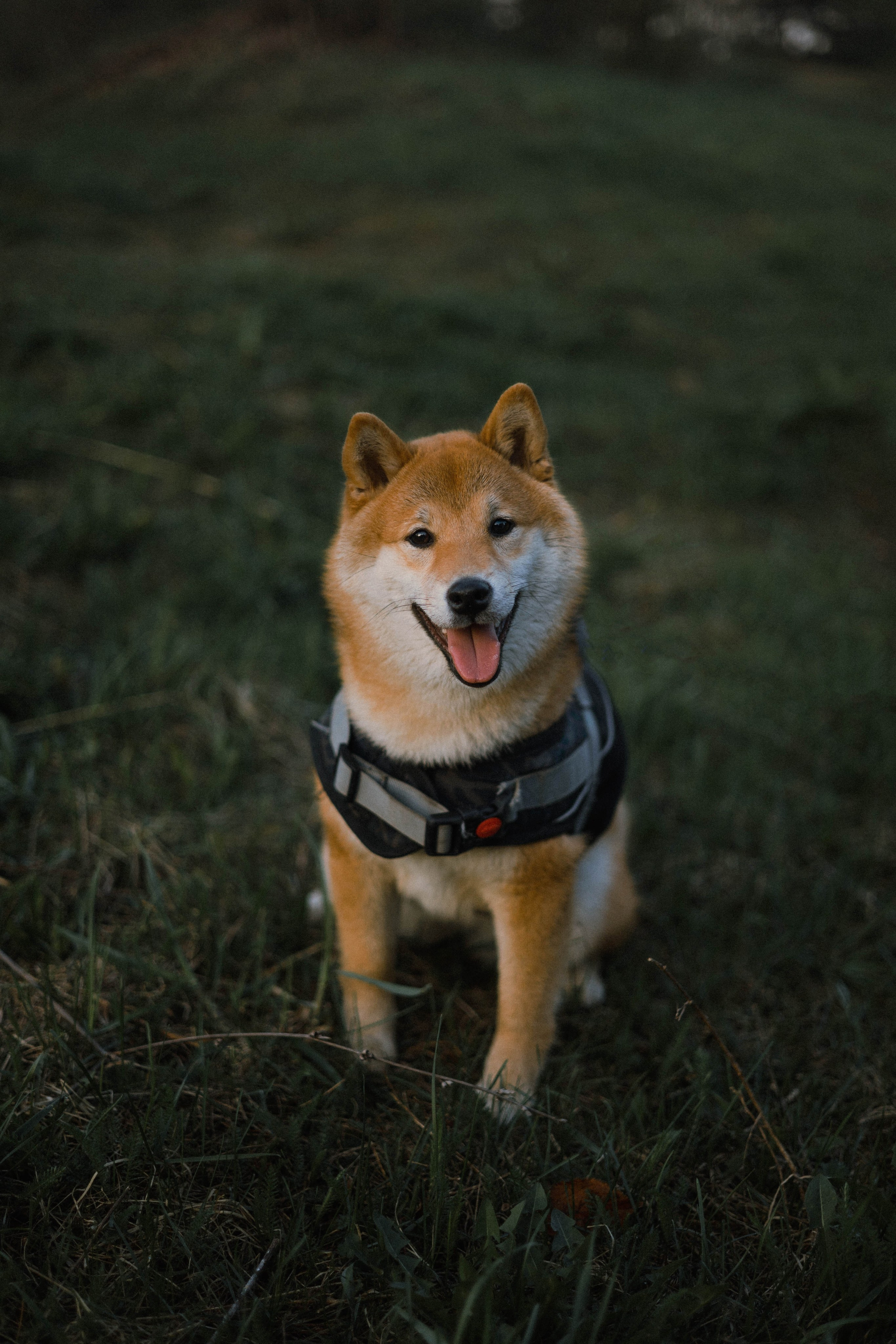 Аня и Шани. Фотограф-анималист Богданова Полина