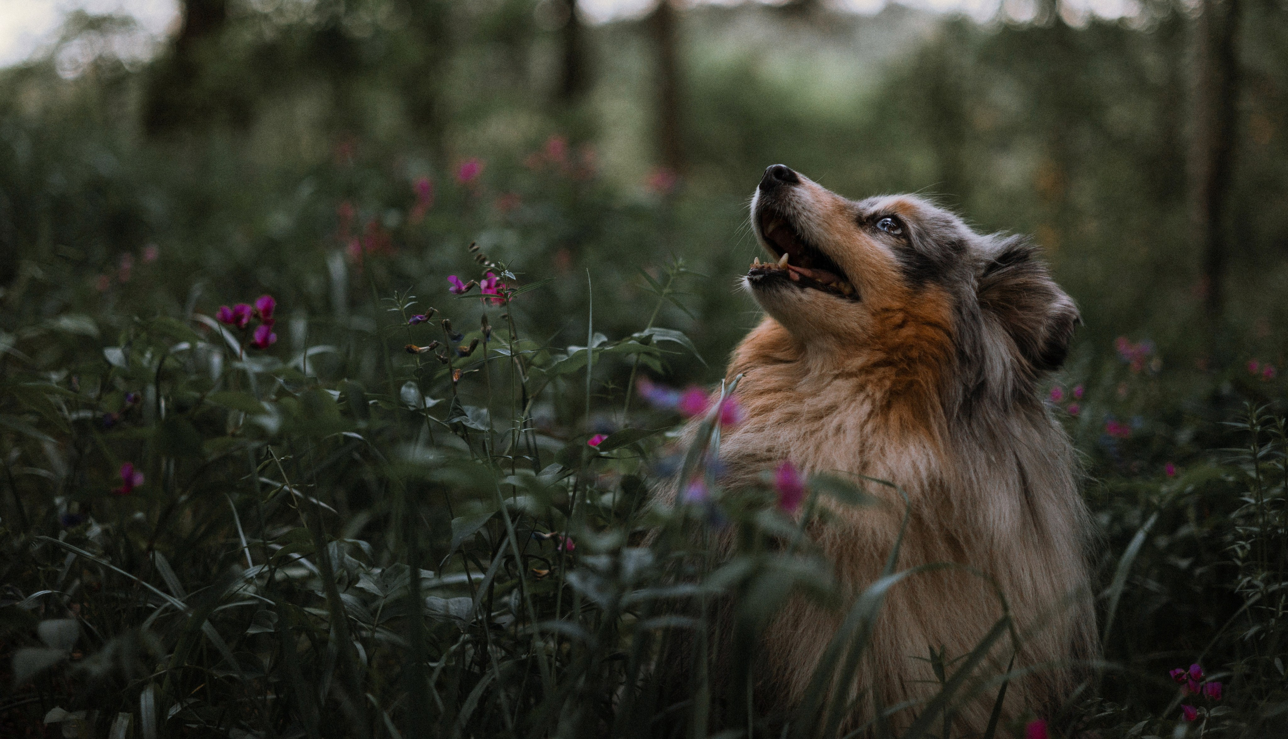 Настя, Шуня, Милка и Тигуан. Фотограф-анималист Богданова Полина