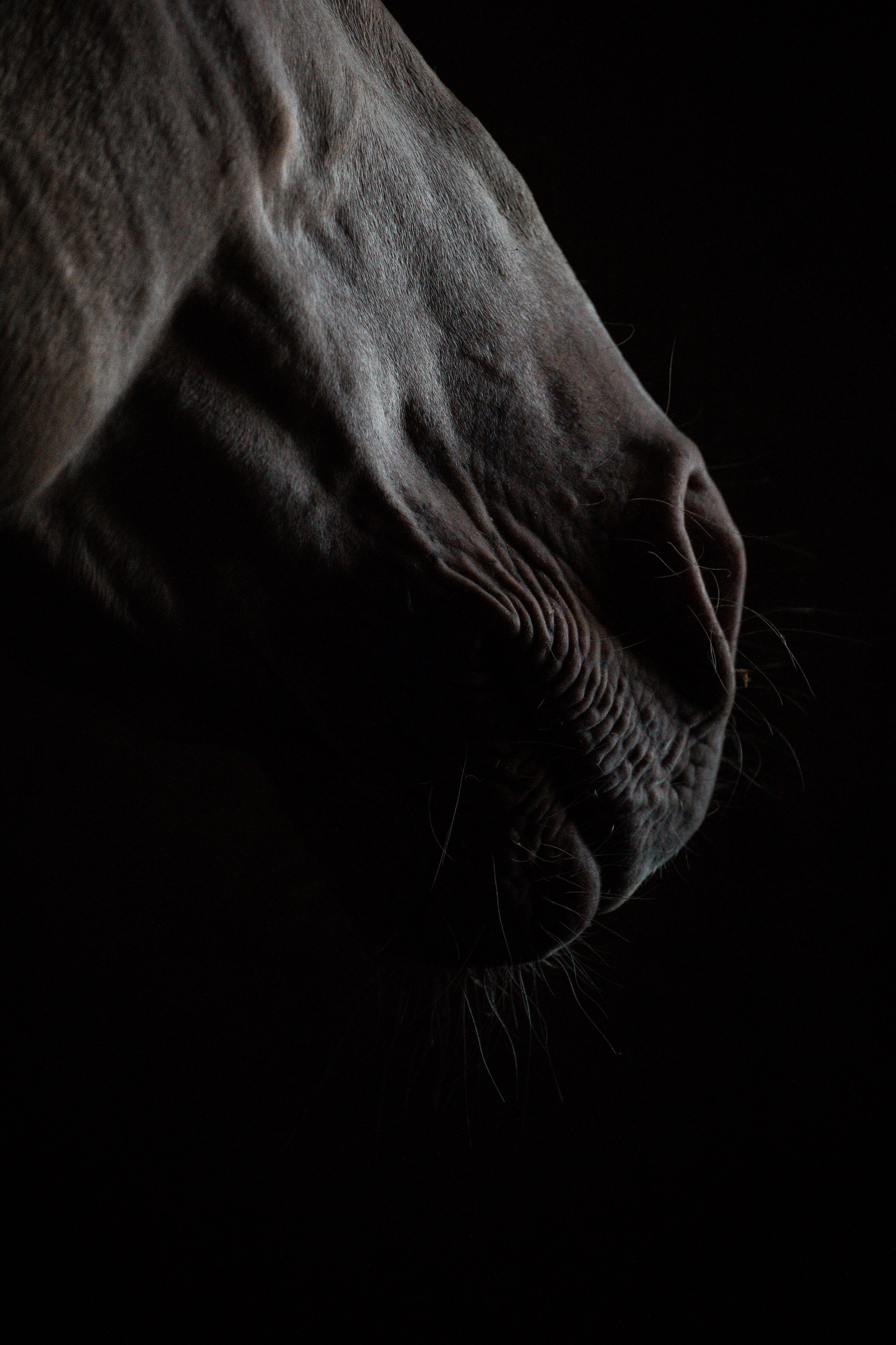 Akhalteke. Фотограф-анималист Ксендзова Кристина