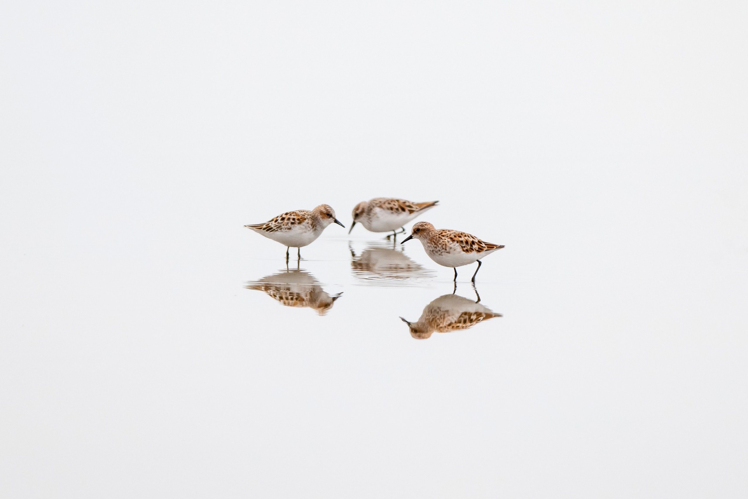 Дикая природа Дагестана. Май 2025 г. Foto-Zuev фотография как искусство