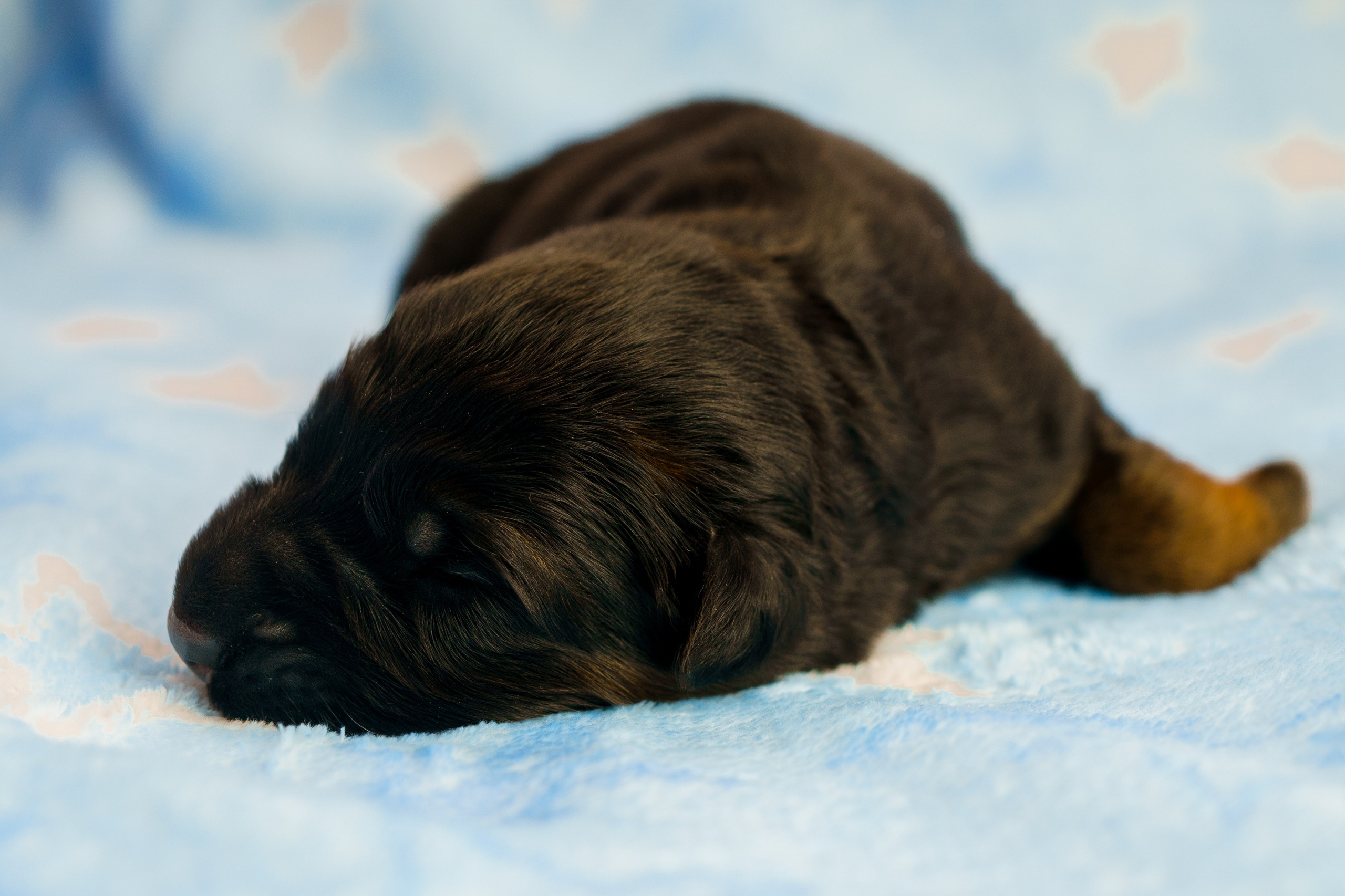 Новорожденные немецкие овчарки. Фотограф-анималист Анастасия Большакова