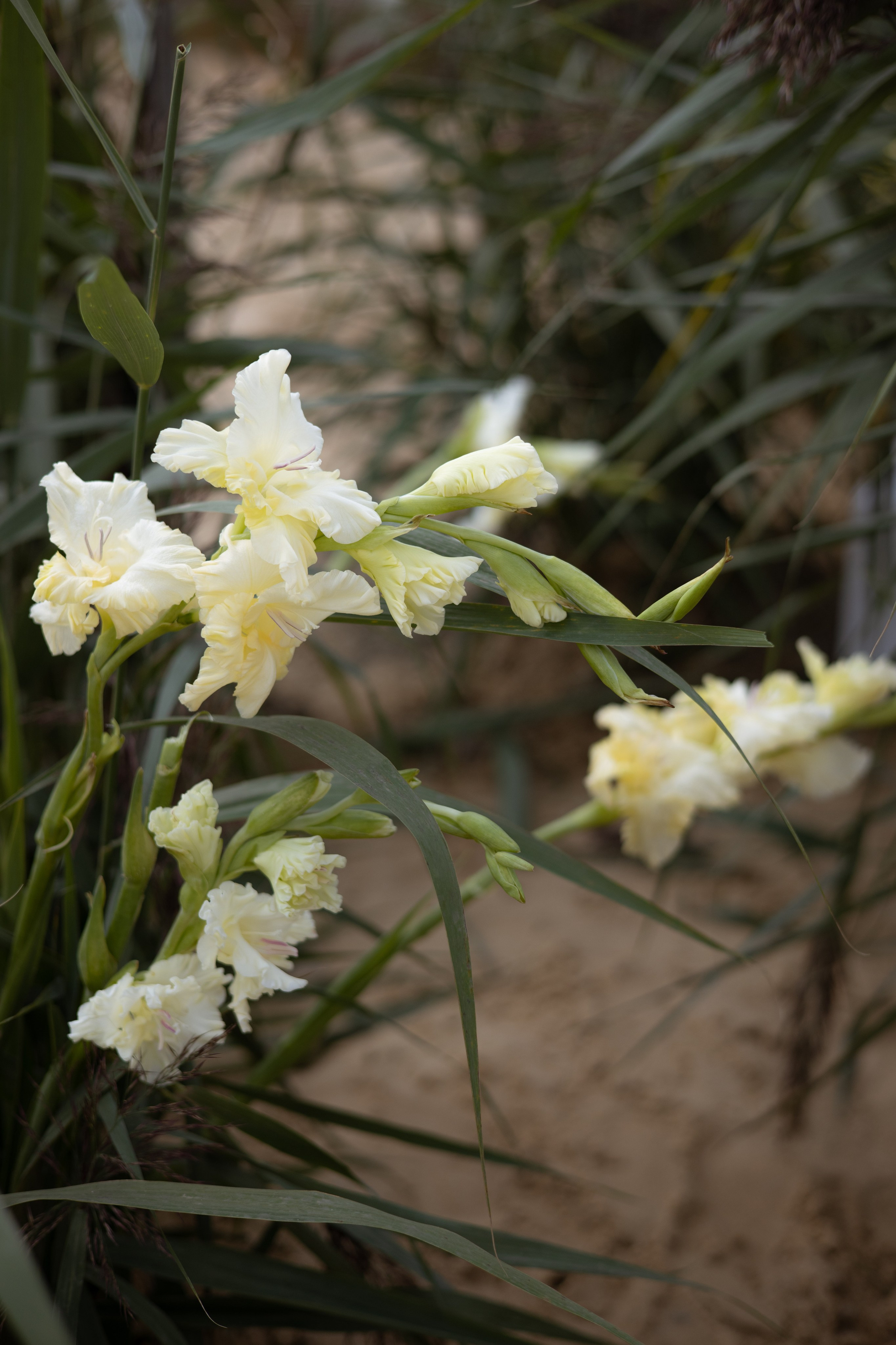 Пляж. Оформление свадеб, декор свадеб Вера Маркова, Москва