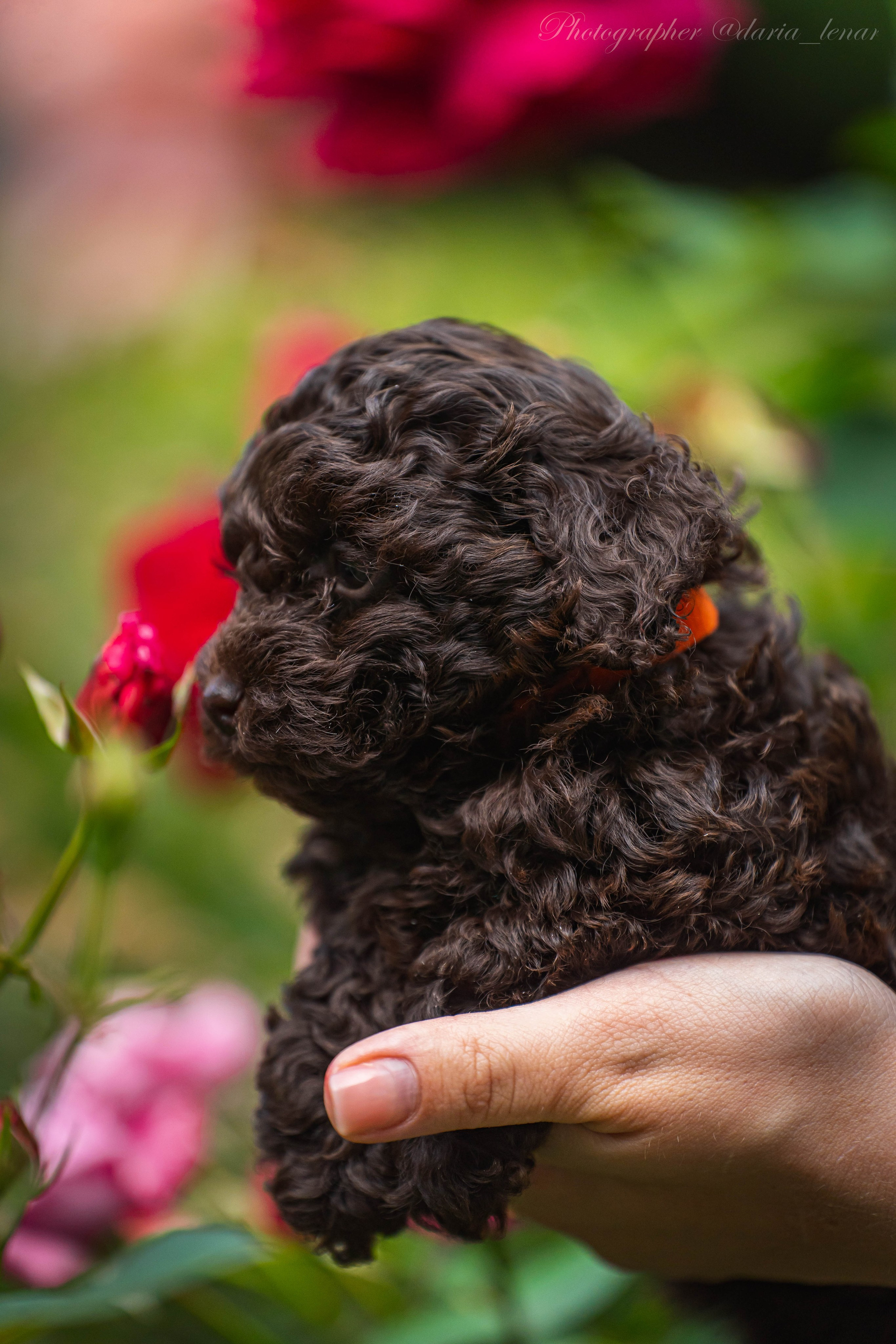 Питомник мини-пуделей. Фотограф в Москве Ленарская Дарья