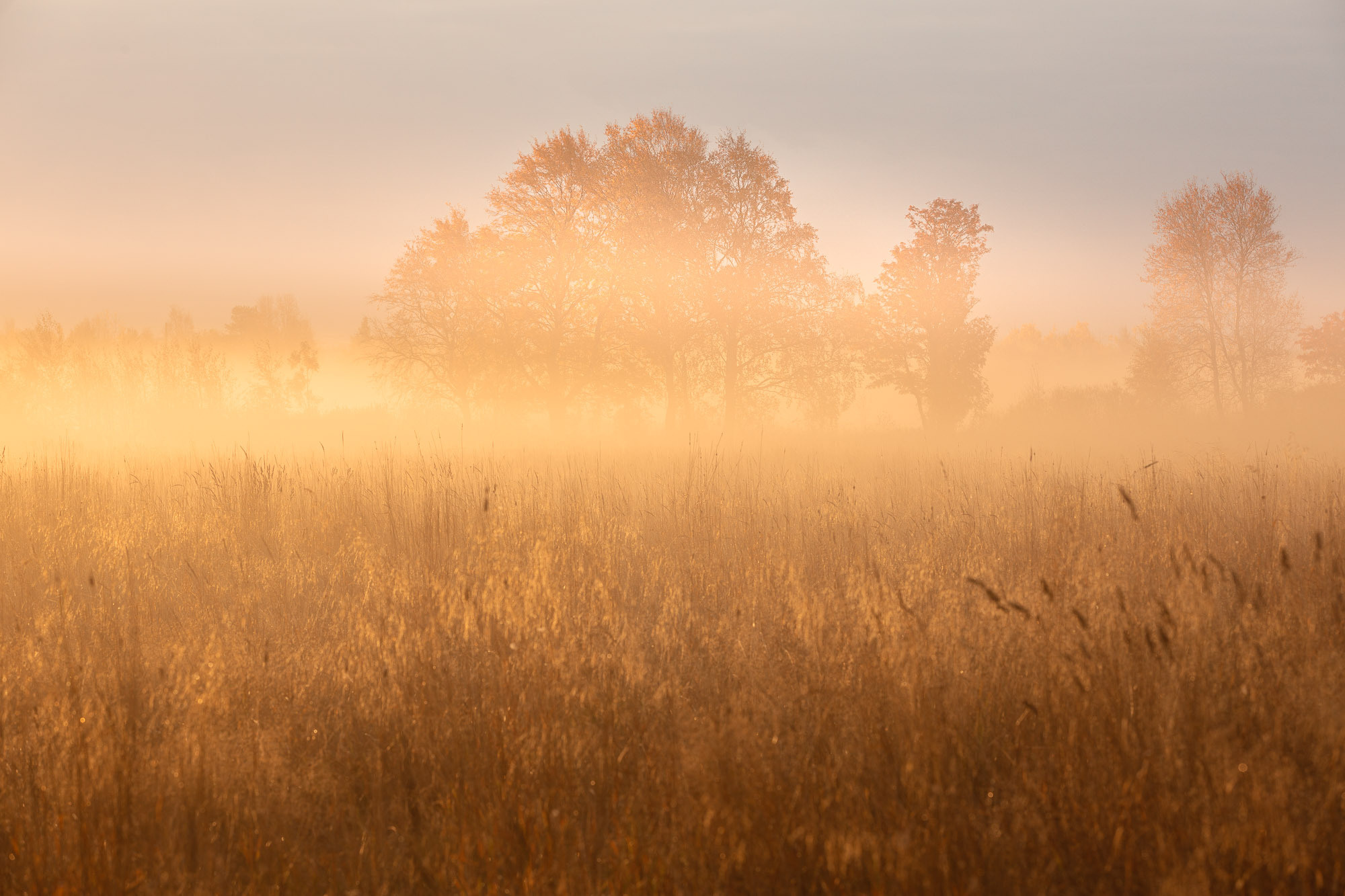 Деревья в солнечном утреннем тумане. 