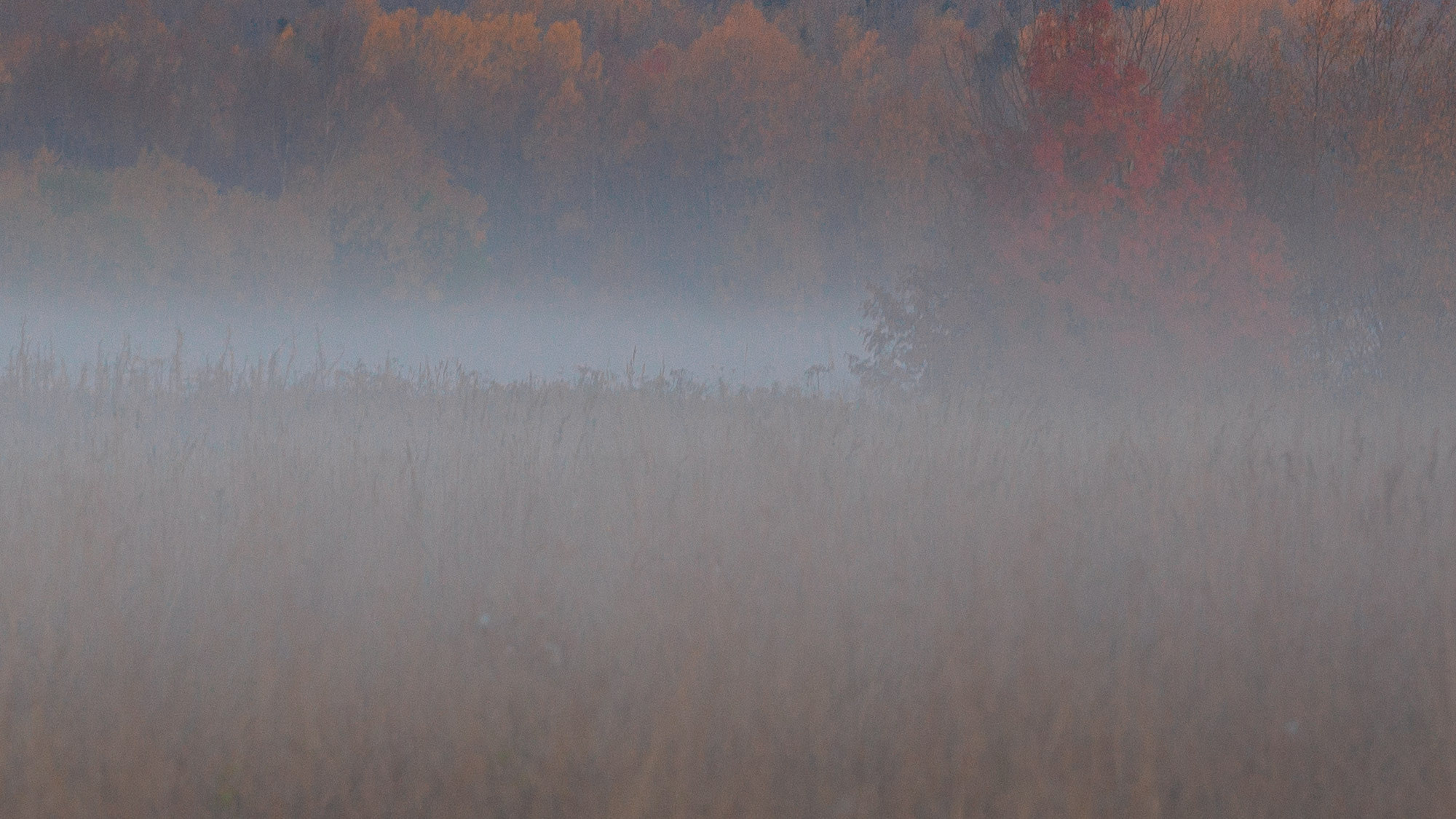 Деревья и поле в утреннем тумане. 