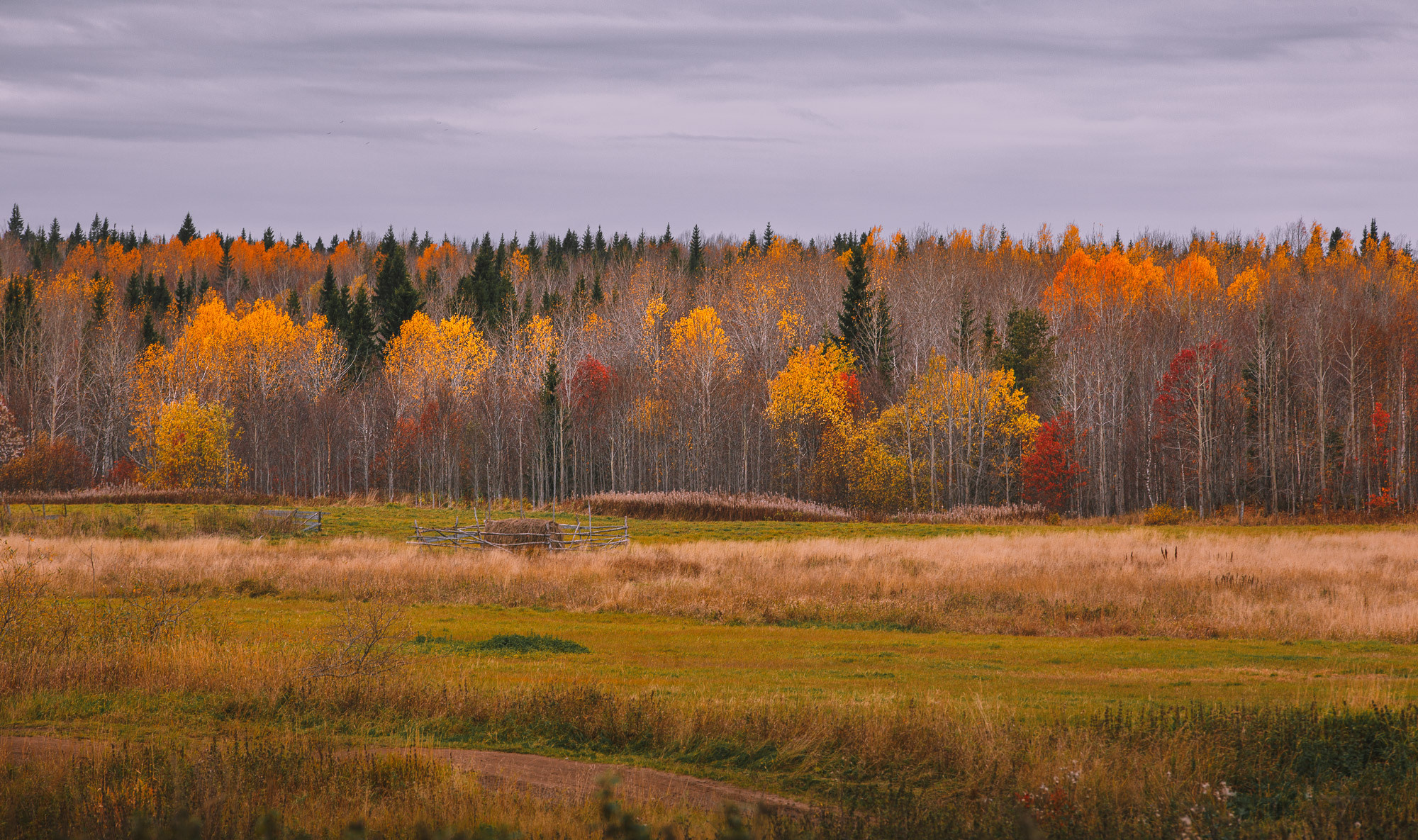 На переднем плане осеннее поле, на заднем осенний лес. 