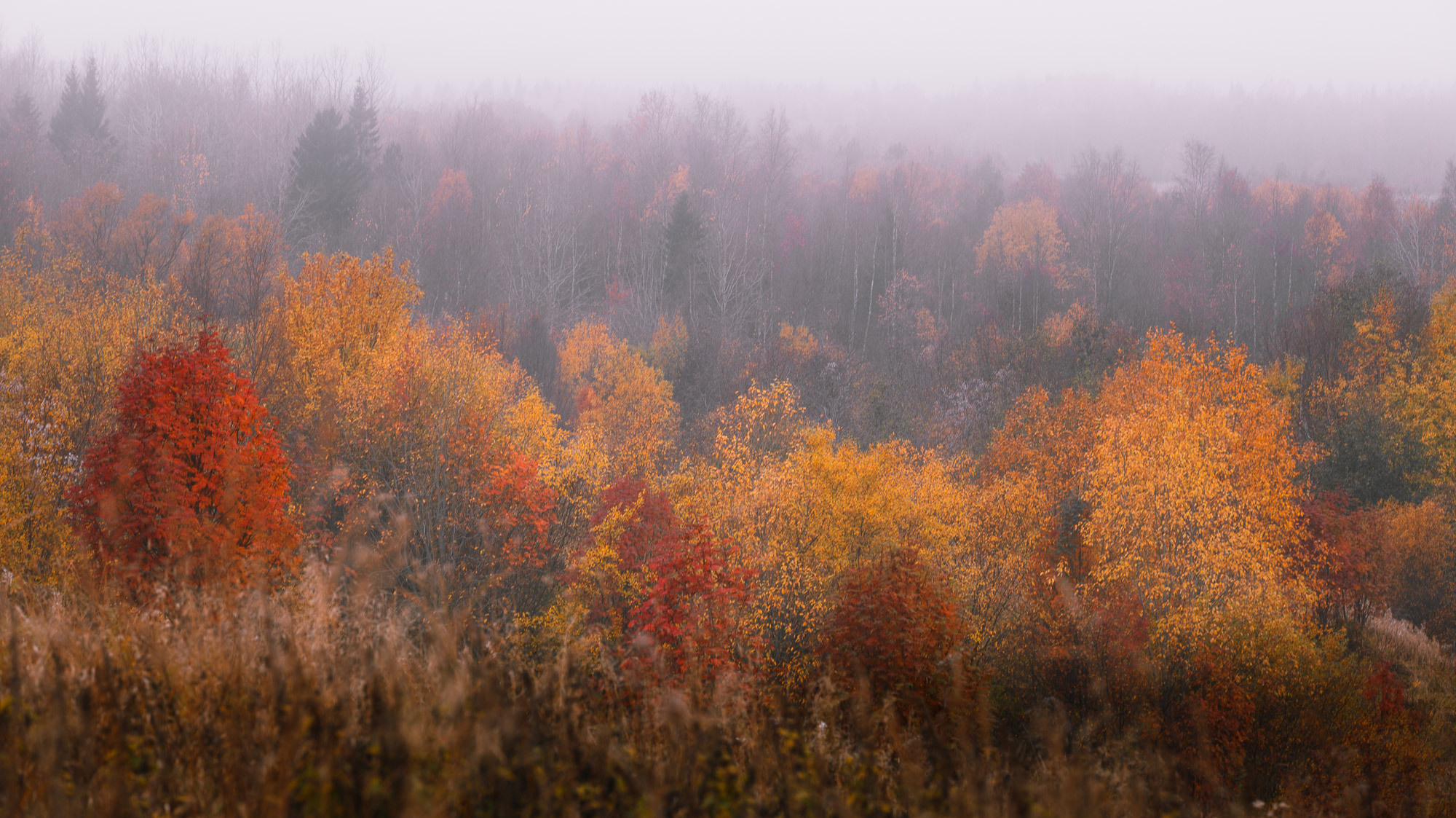 Туман в осеннем лесу. Деревья в осеннем наряде. 