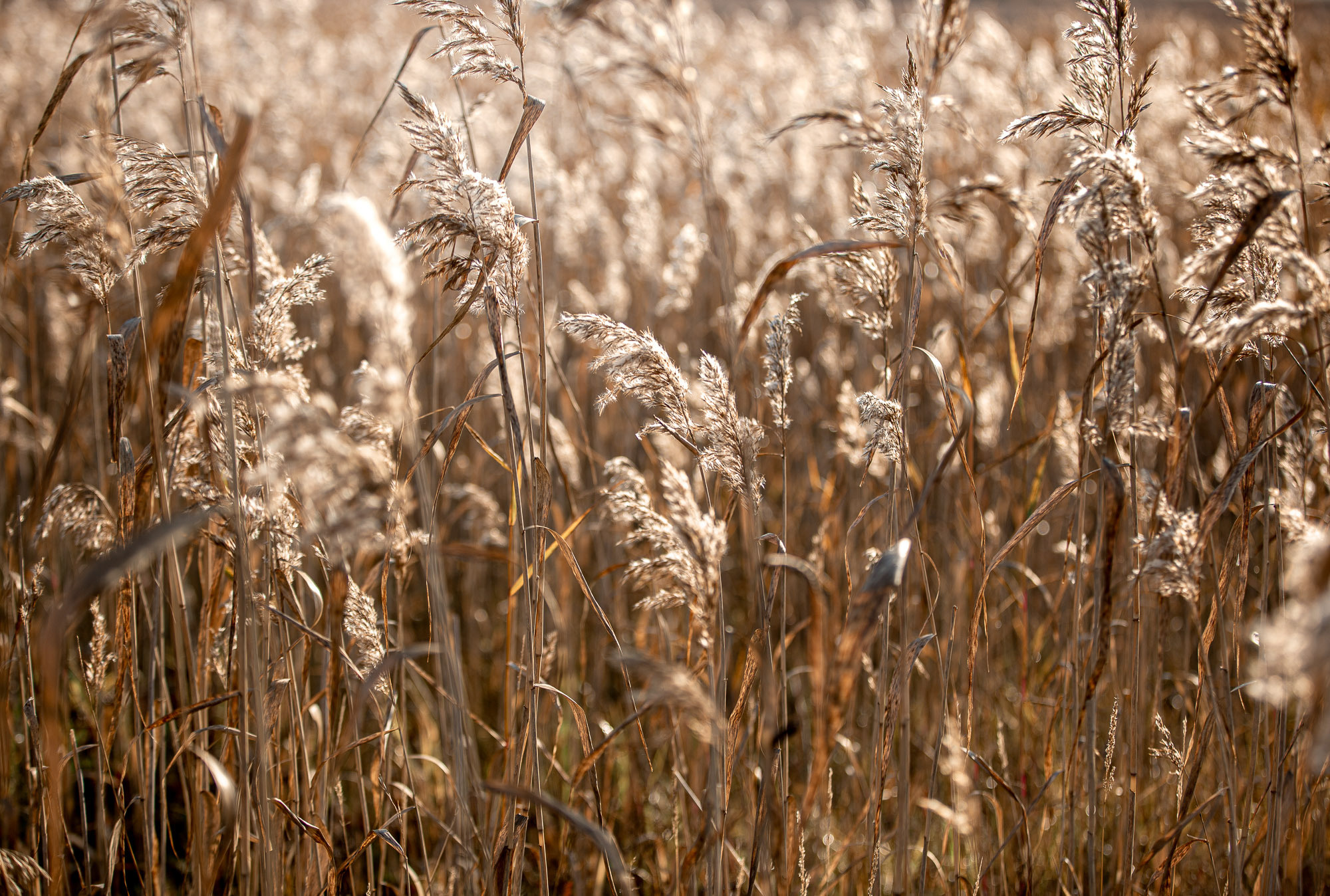 Ненокса. Фотограф — путешественник Светлана Романовская