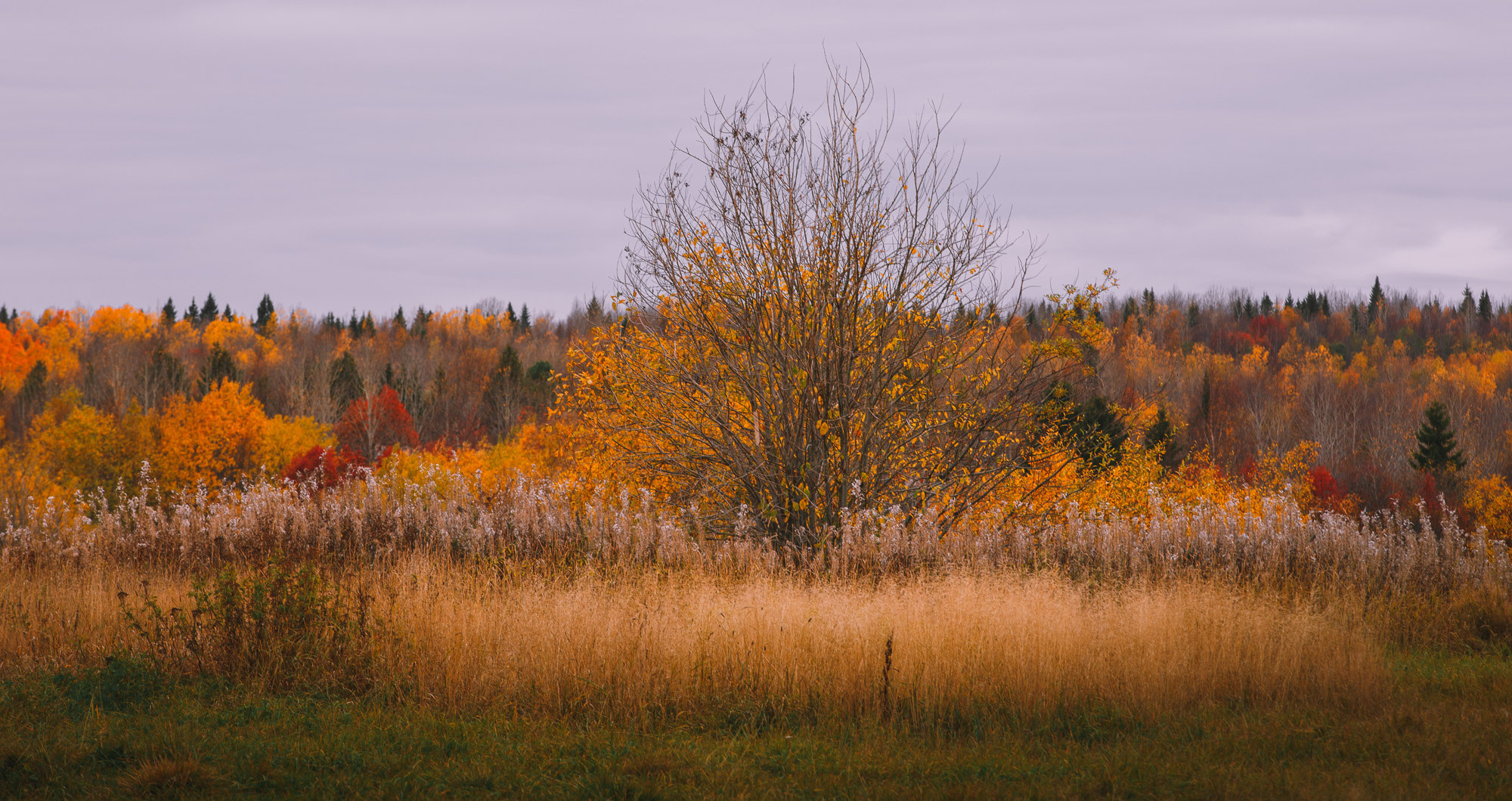 Большой куст с осенней листвой в поле.
