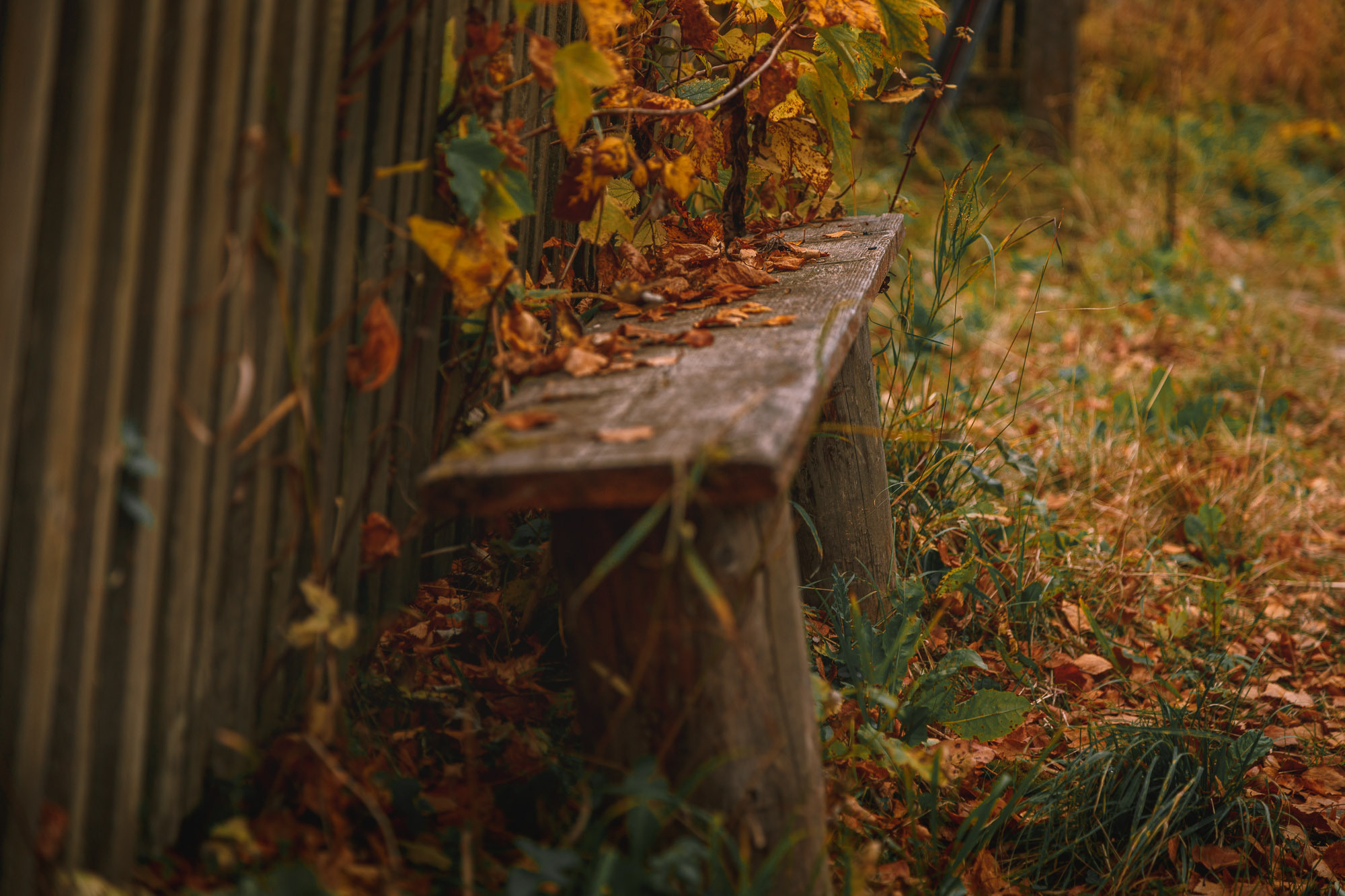 Скамейка, засыпанная жёлтой листвой около забора. 