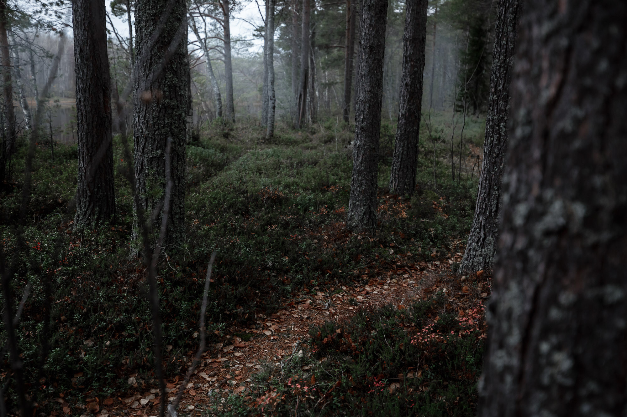 Тропинка в туманом осеннем сосновом лесу. 