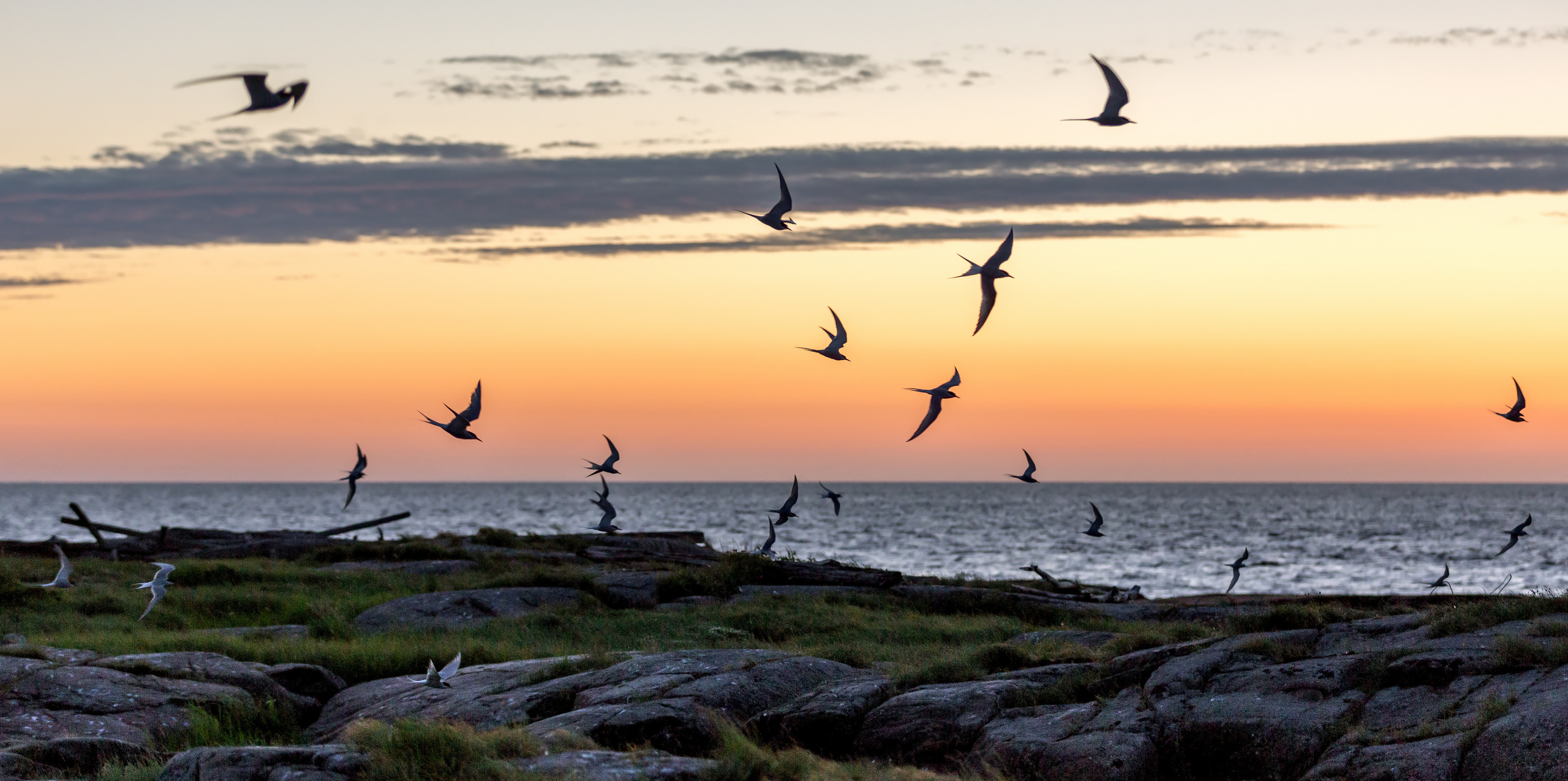 Чайки летают на фоне закатного неба. 