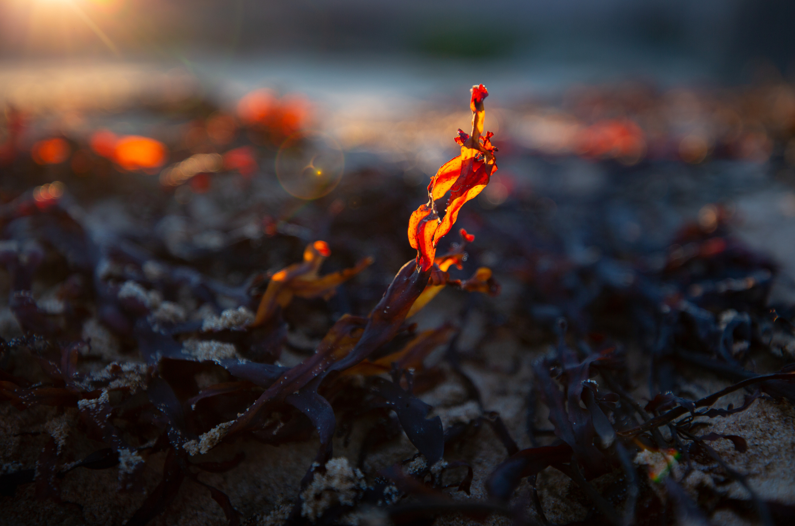 Морские водоросли подсвеченный лучами солнца. 
