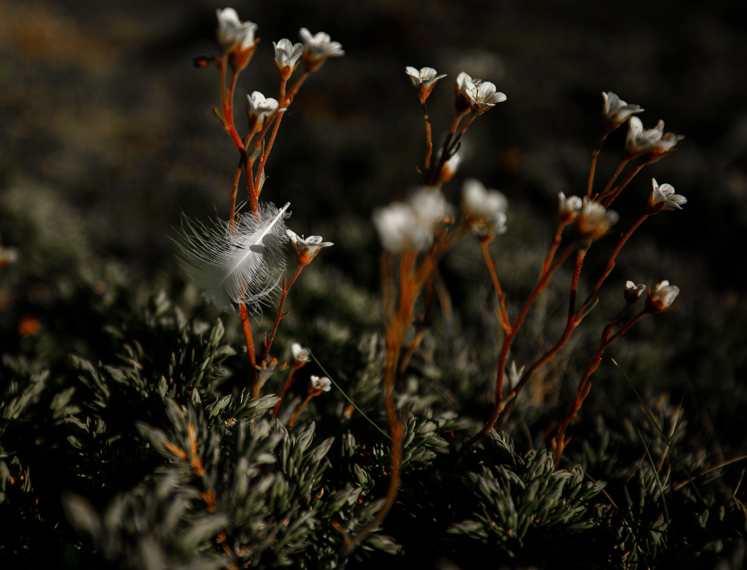 Крупные камни на скалистом острове в Белом море.