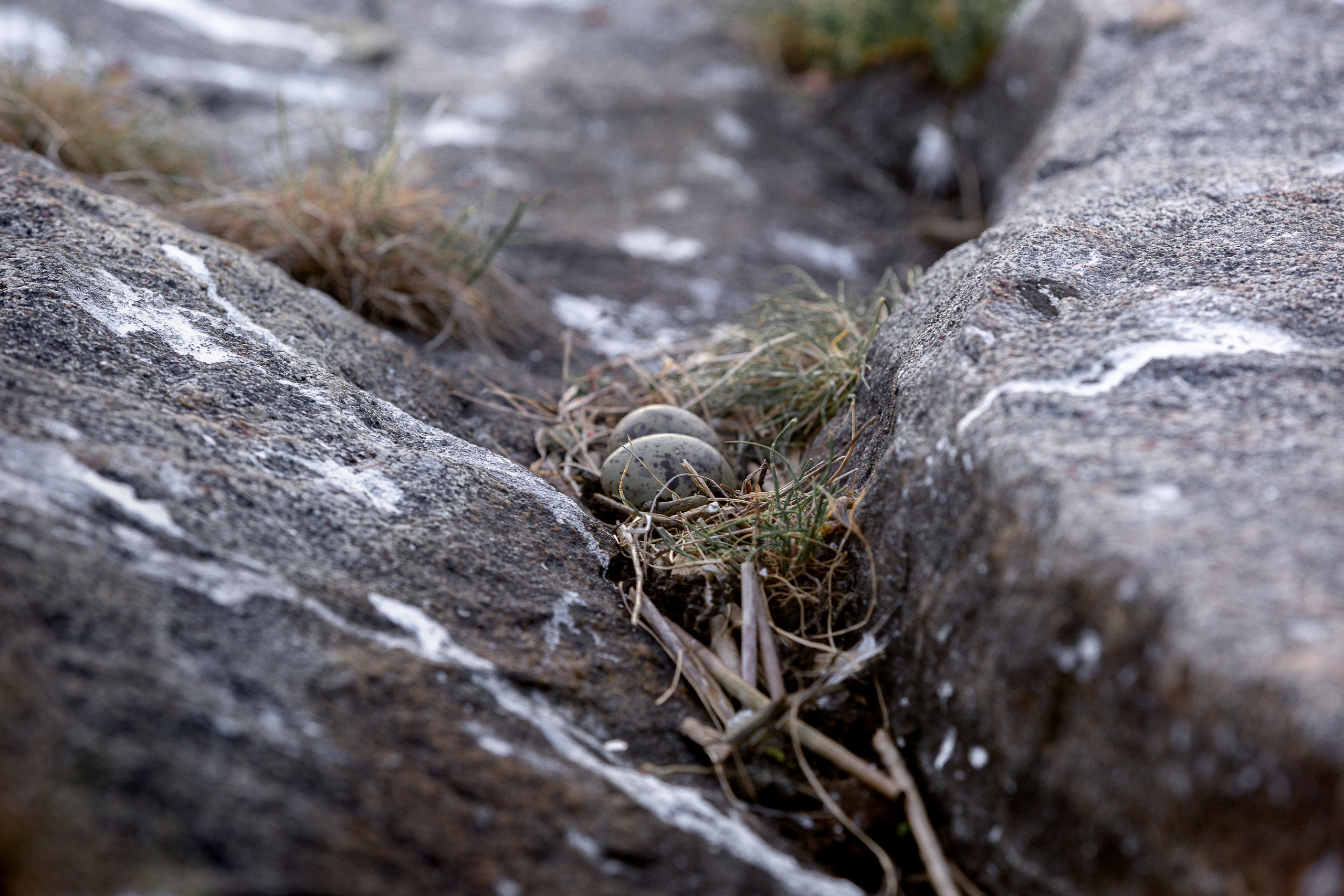 Чаячьи яйца серых скалах острова Шоглы в Белом море. 