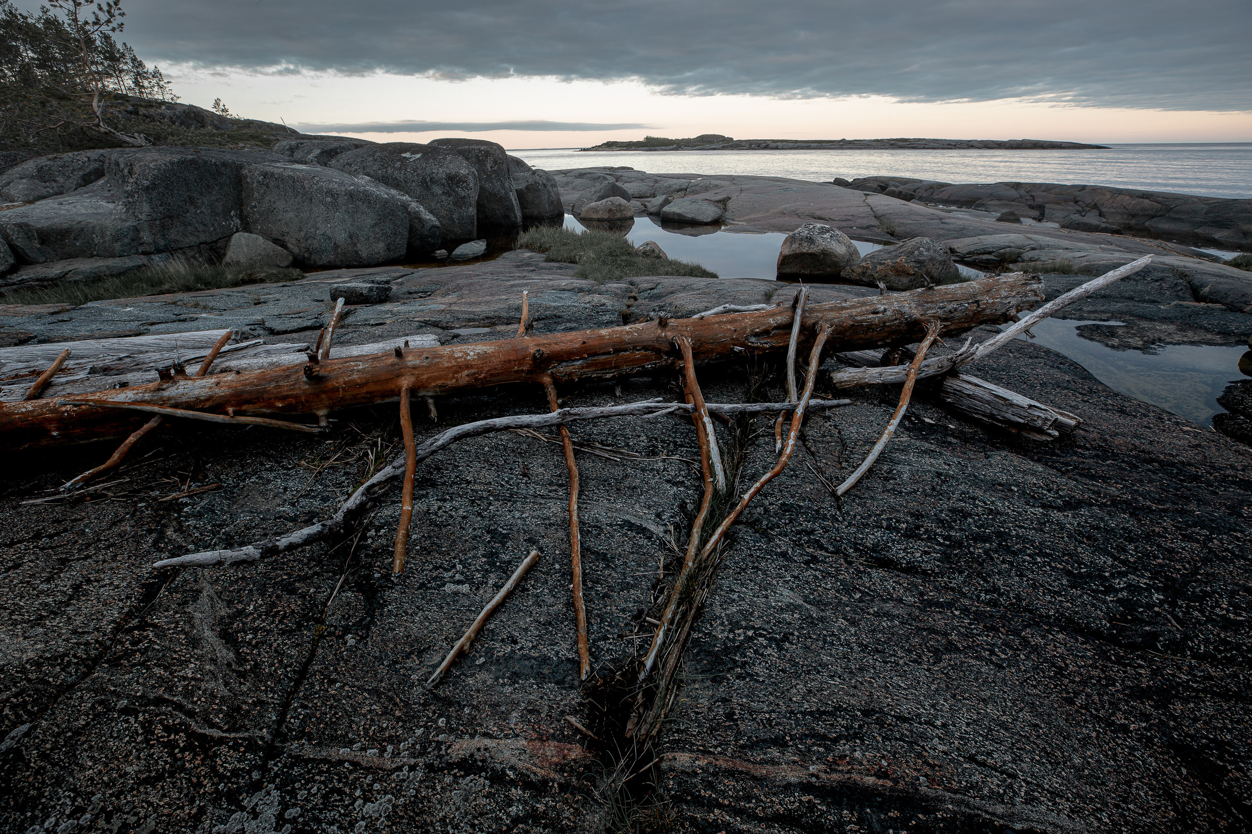 Упавшее старое дерево на камнях. 