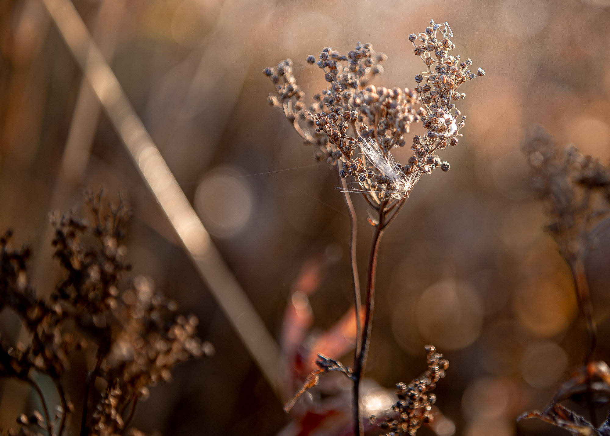 Ненокса. Фотограф — путешественник Светлана Романовская