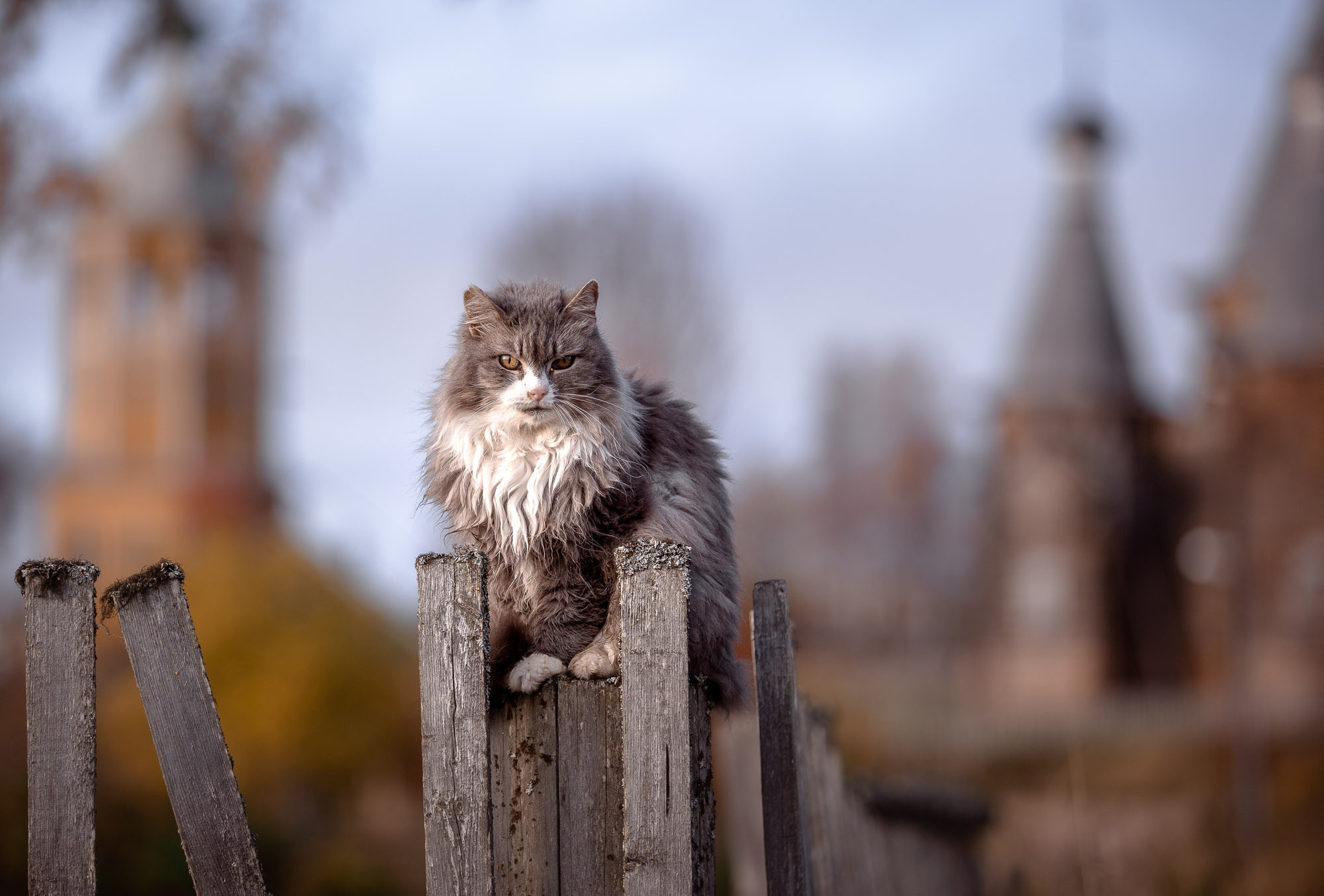 На переднем плане серый пушистый кот на деревянном заборе.На заднем деревенский погост. 